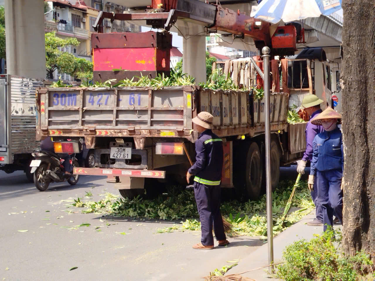 Hà Nội đồng loạt cắt tỉa 992 cây hoa sữa trên 13 tuyến phố - Ảnh 7.