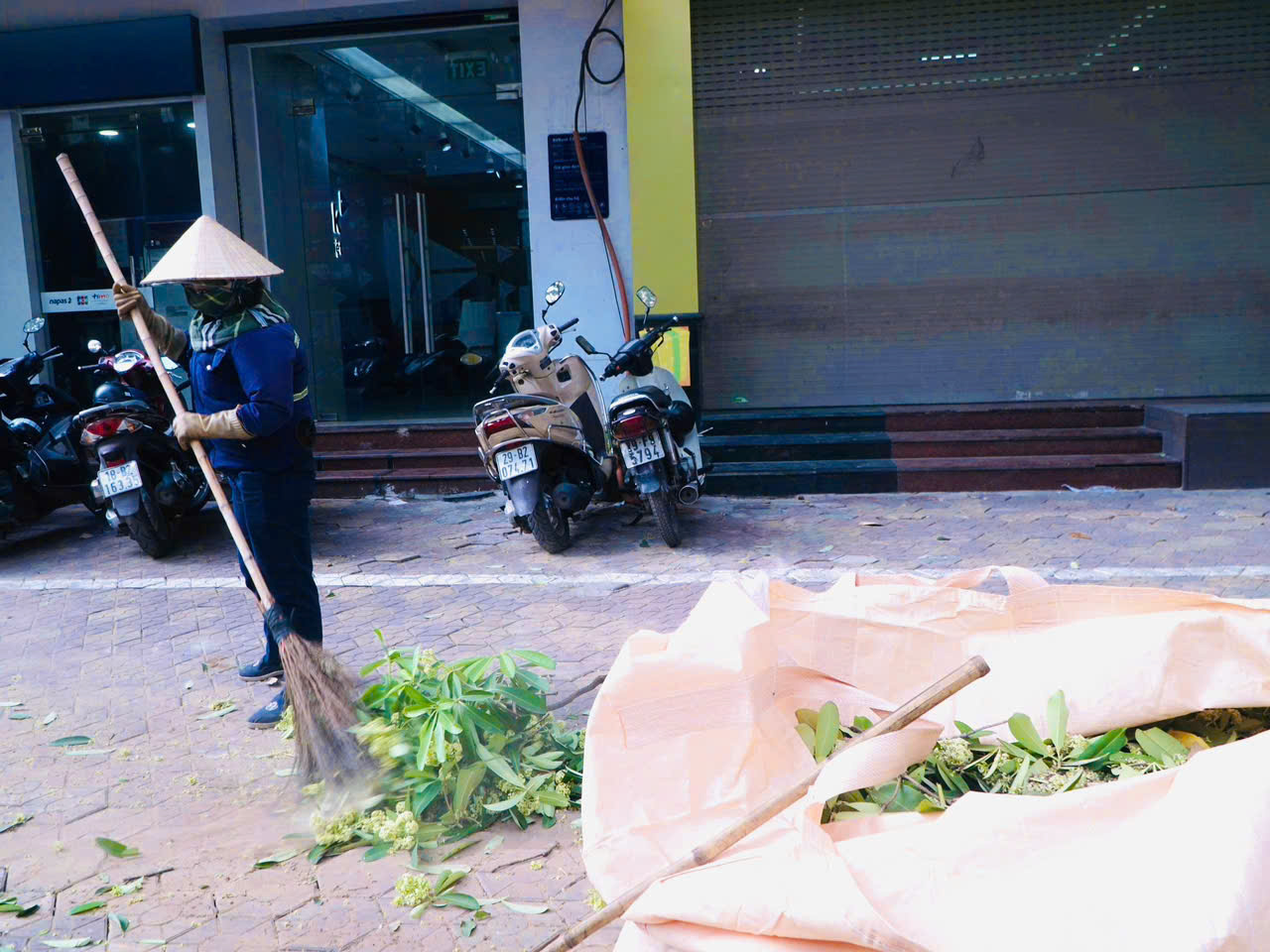Hà Nội đồng loạt cắt tỉa 992 cây hoa sữa trên 13 tuyến phố - Ảnh 14.