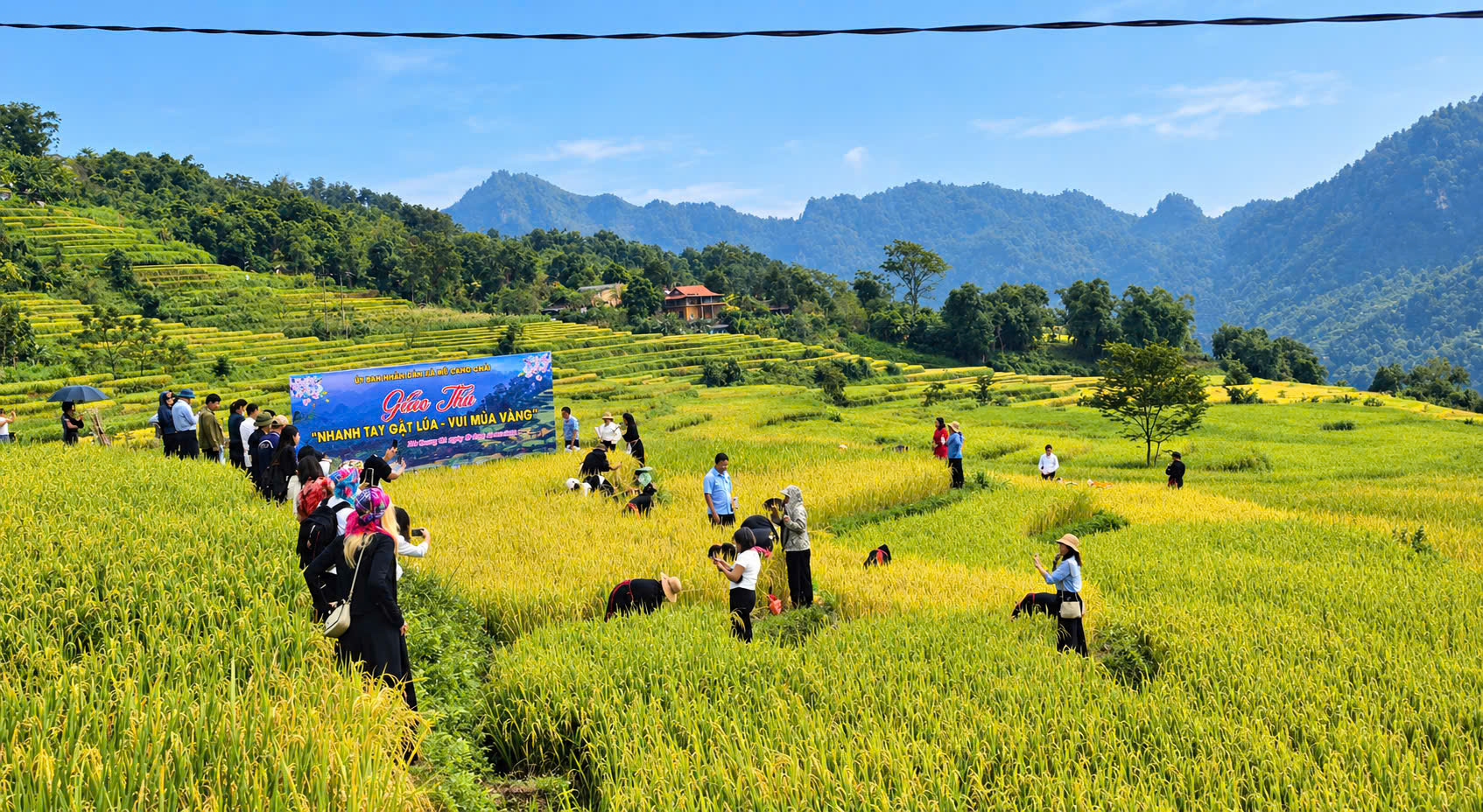 Rực rỡ sắc v&agrave;ng giữa v&ugrave;ng sơn cước Tuy&ecirc;n Quang- Ảnh 8.