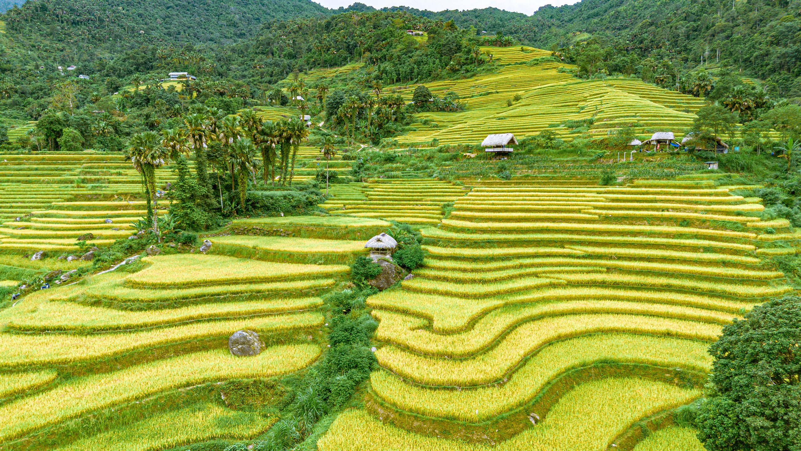 Rực rỡ sắc v&agrave;ng giữa v&ugrave;ng sơn cước Tuy&ecirc;n Quang- Ảnh 3.
