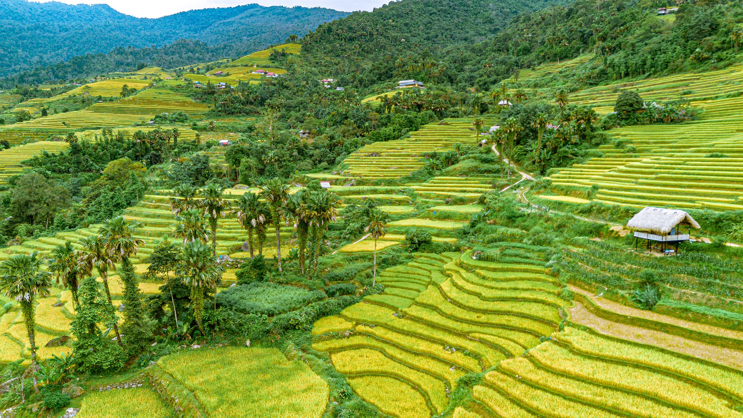 Rực rỡ sắc v&agrave;ng giữa v&ugrave;ng sơn cước Tuy&ecirc;n Quang- Ảnh 4.