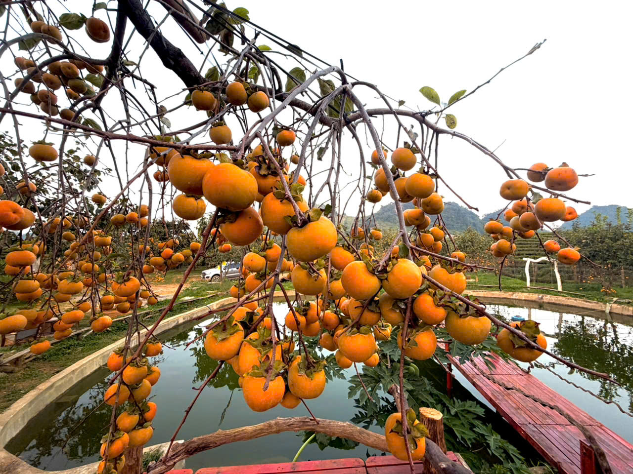 Du kh&aacute;ch m&ecirc; mẩn ở vườn hồng trĩu quả tr&ecirc;n cao nguy&ecirc;n Mộc Ch&acirc;u - Ảnh 16.