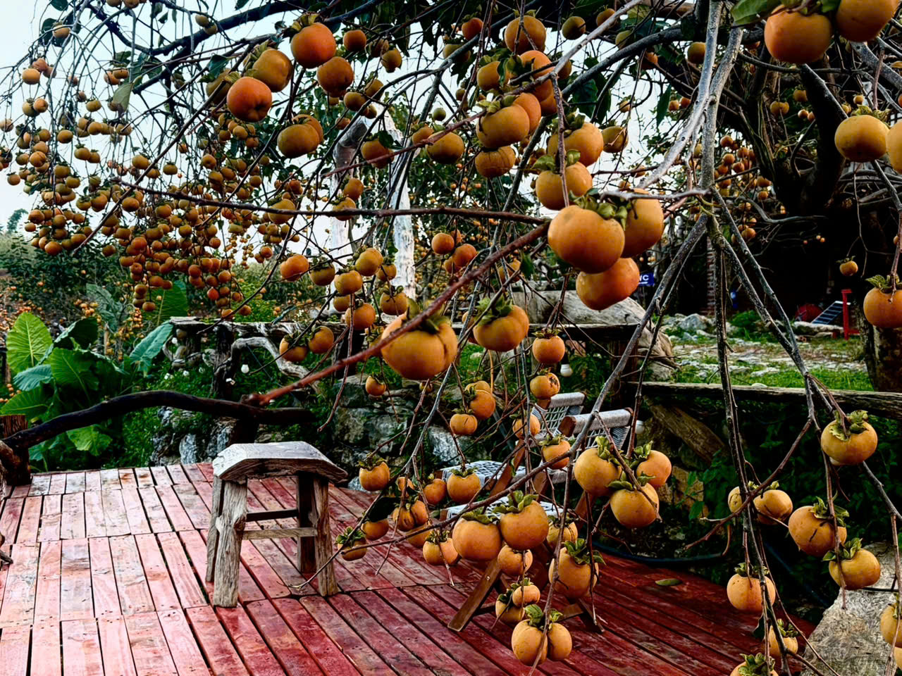 Du kh&aacute;ch m&ecirc; mẩn ở vườn hồng trĩu quả tr&ecirc;n cao nguy&ecirc;n Mộc Ch&acirc;u - Ảnh 18.