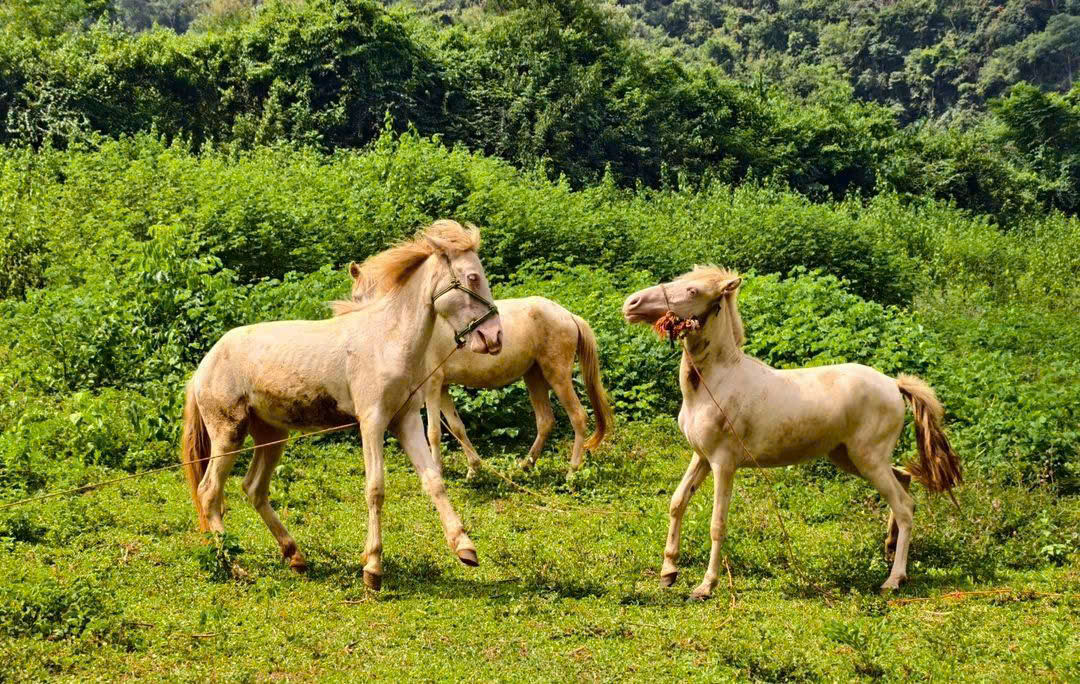Qu&acirc;n d&acirc;n đồng l&ograve;ng ph&aacute; đ&aacute; mở đường v&agrave;o khu d&acirc;n cư 3 kh&ocirc;ng tại Lạng Sơn- Ảnh 7.