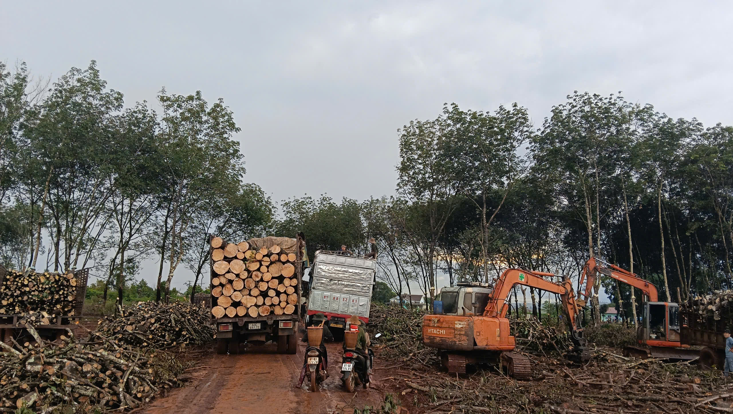 Gia Lai: Y&ecirc;u cầu đảm bảo an to&agrave;n khai th&aacute;c, vận chuyển gỗ cao su, kh&ocirc;ng ảnh hưởng d&acirc;n cư- Ảnh 2.