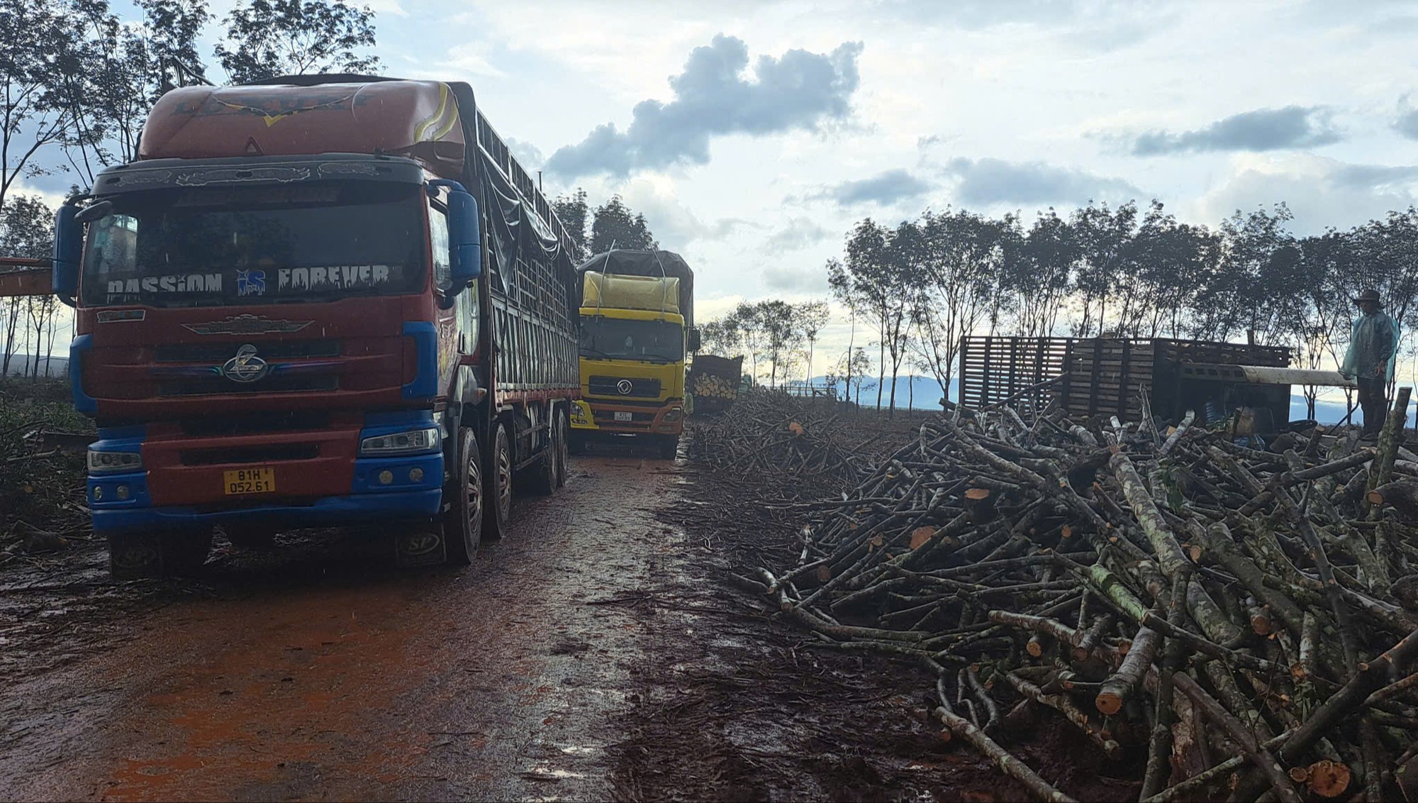 Gia Lai: Y&ecirc;u cầu đảm bảo an to&agrave;n khai th&aacute;c, vận chuyển gỗ cao su, kh&ocirc;ng ảnh hưởng d&acirc;n cư- Ảnh 1.