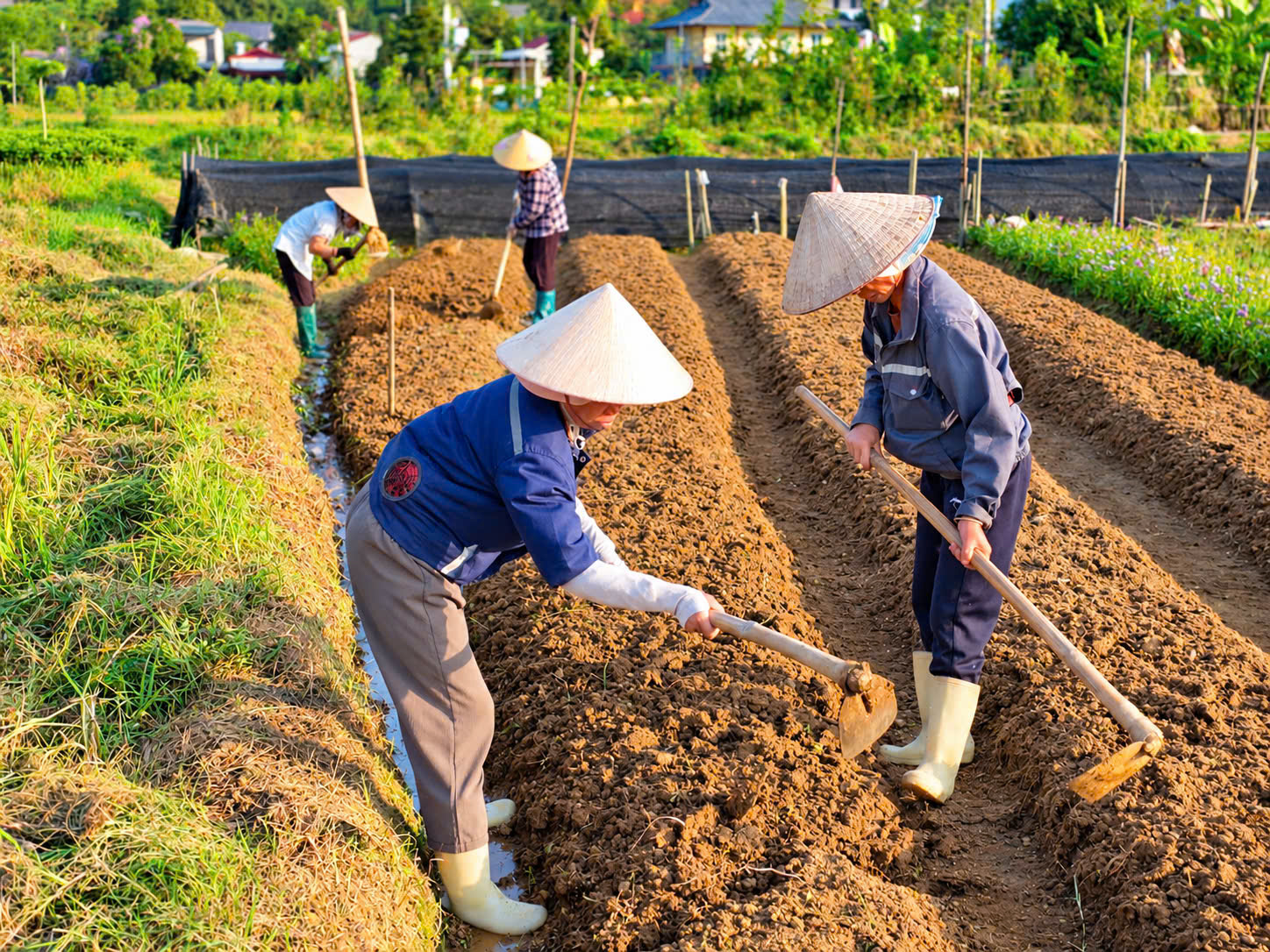 Về nơi s&aacute;ng gặt l&uacute;a, chiều h&aacute;i ng&ocirc;, tối m&uacute;a x&ograve;e ở L&agrave;o Cai- Ảnh 3.