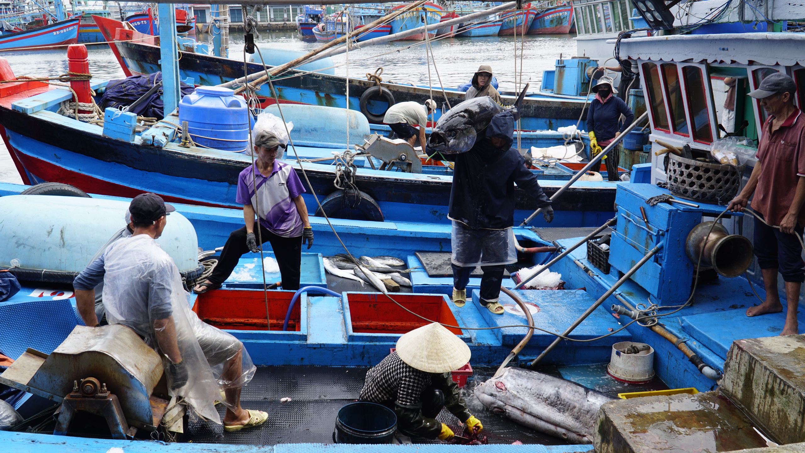 "Lộc biển" đầu năm, t&agrave;u c&aacute; Gia Lai nối nhau b&aacute;m ngư trường cận Tết- Ảnh 4.
