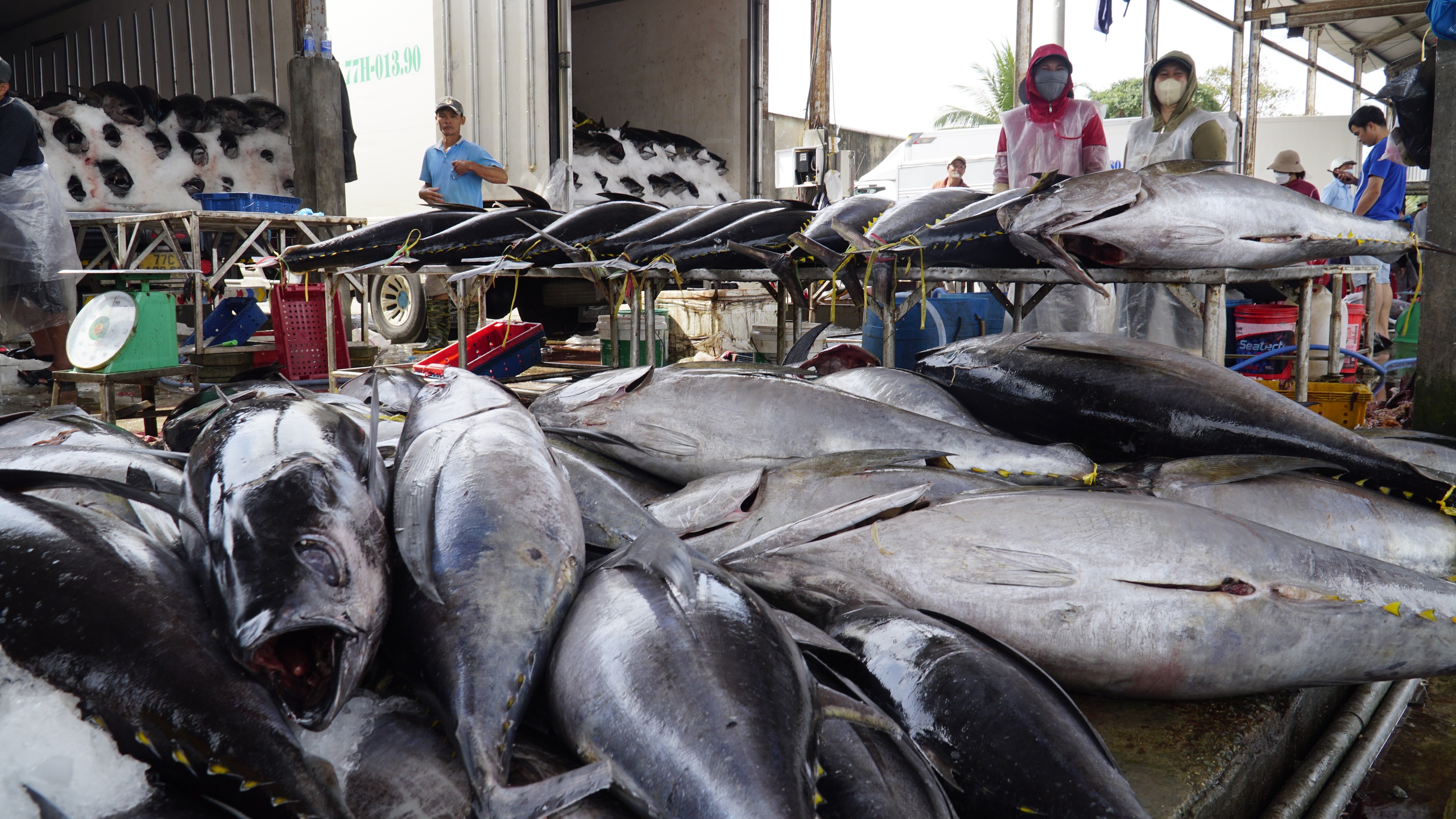 "Lộc biển" đầu năm, t&agrave;u c&aacute; Gia Lai nối nhau b&aacute;m ngư trường cận Tết- Ảnh 3.