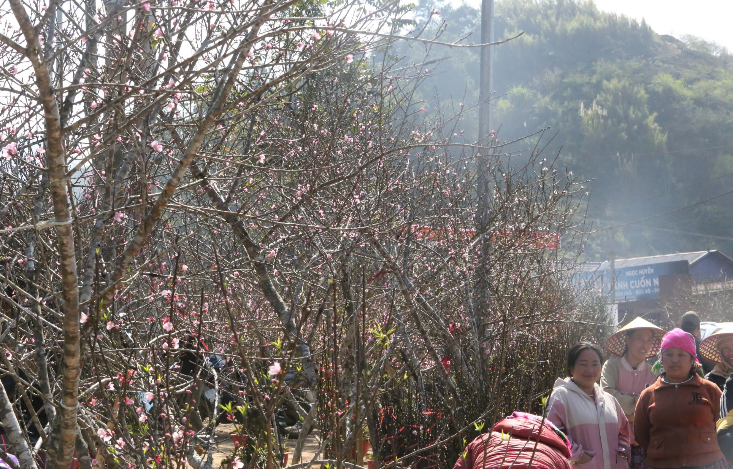 Đ&agrave;o, mận trắng v&ugrave;ng cao Sơn La tấp nập xuống phố- Ảnh 12.
