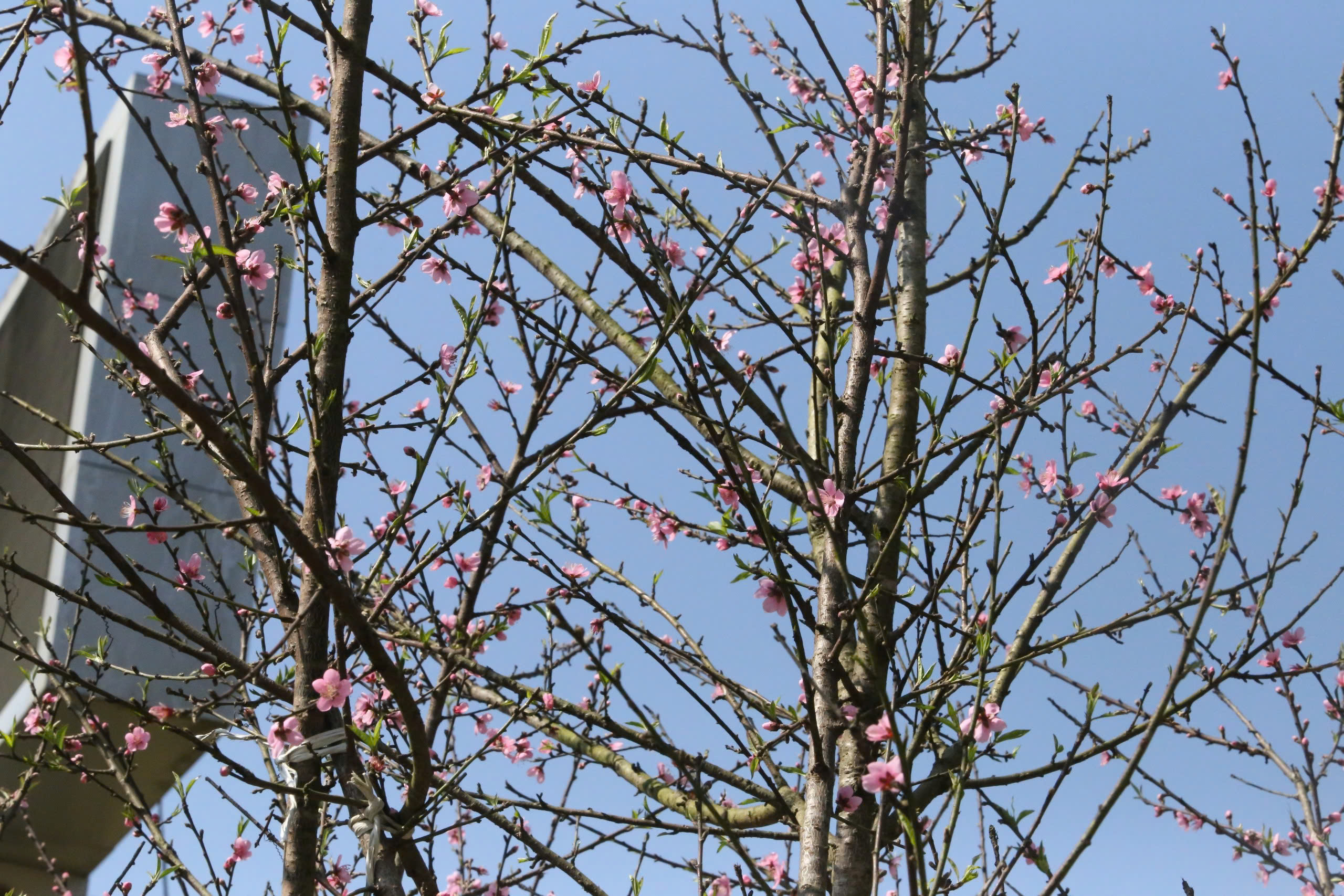 Đ&agrave;o, mận trắng v&ugrave;ng cao Sơn La tấp nập xuống phố- Ảnh 4.