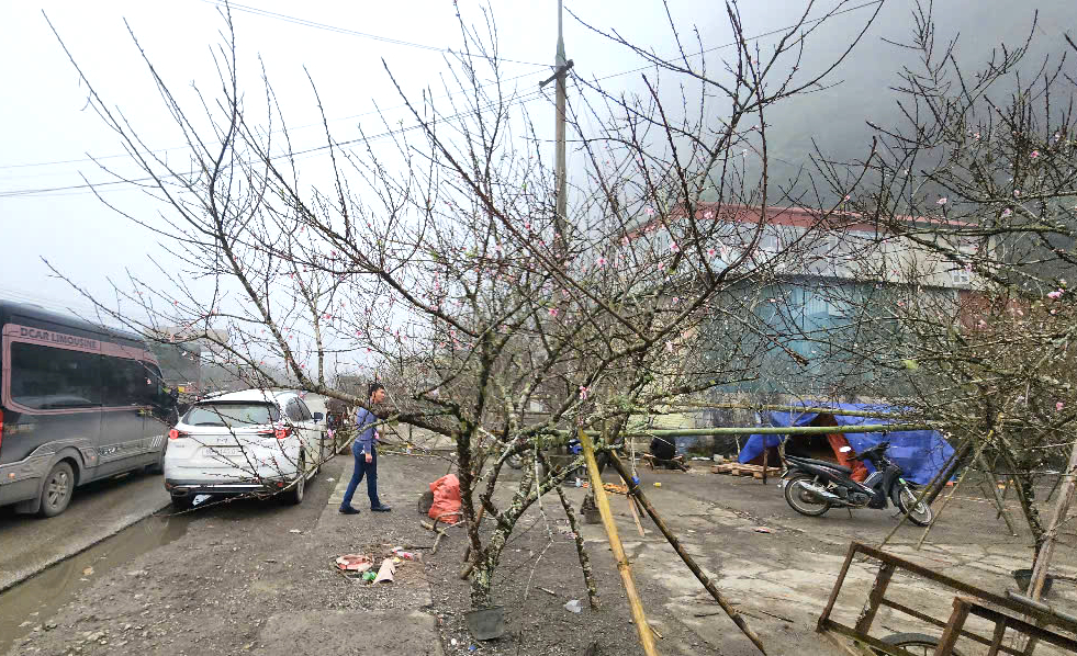 Đ&agrave;o, mận trắng v&ugrave;ng cao Sơn La tấp nập xuống phố- Ảnh 2.