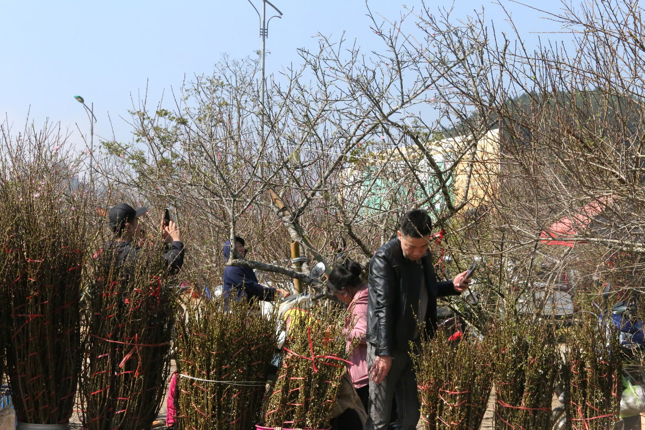 Đ&agrave;o, mận trắng v&ugrave;ng cao Sơn La tấp nập xuống phố- Ảnh 13.