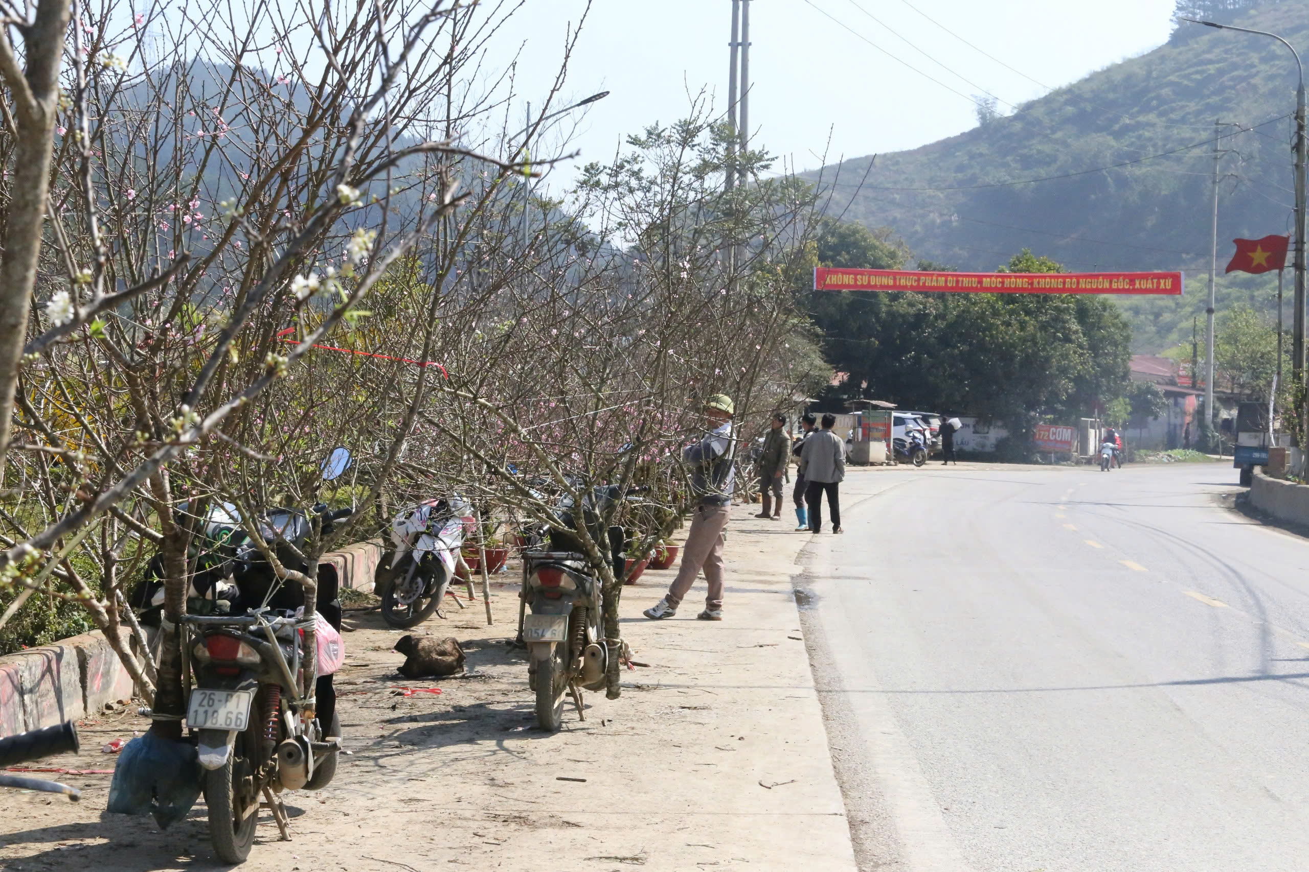 Đ&agrave;o, mận trắng v&ugrave;ng cao Sơn La tấp nập xuống phố- Ảnh 1.