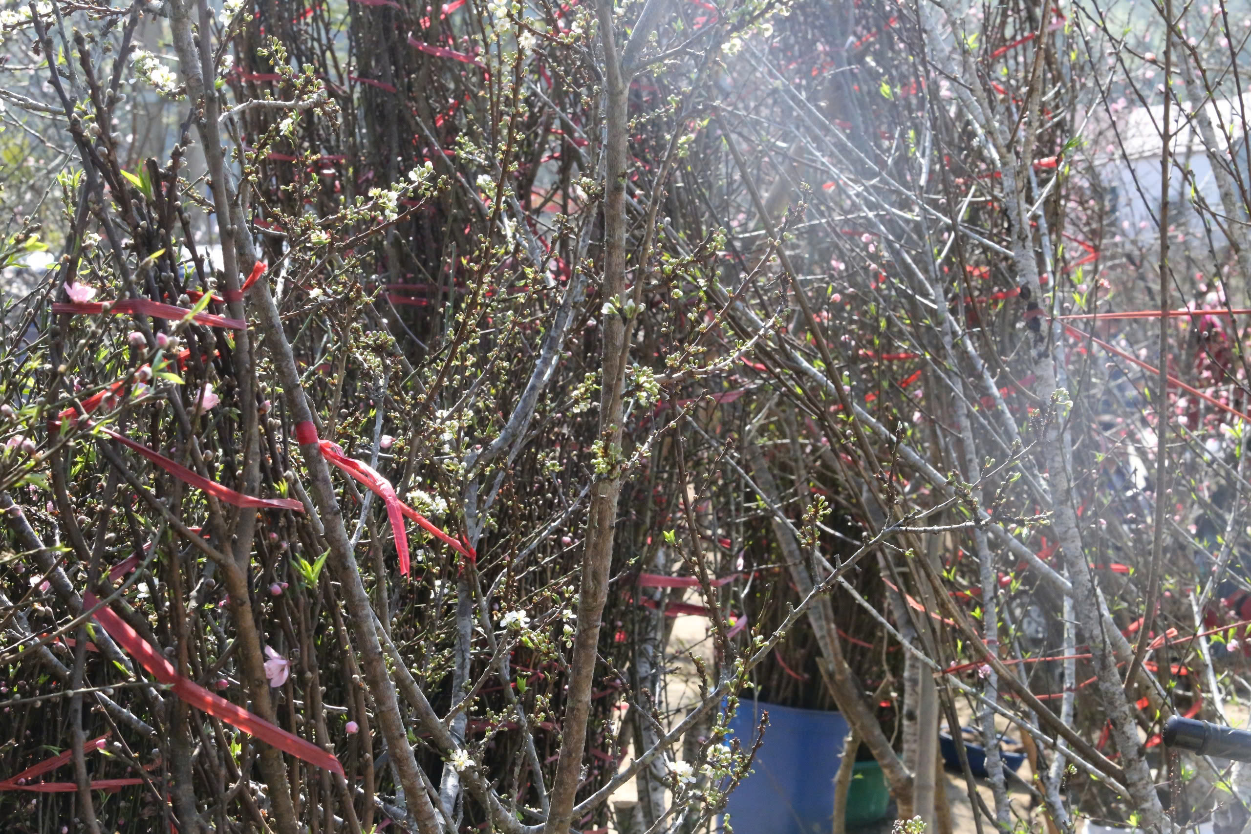 Đ&agrave;o, mận trắng v&ugrave;ng cao Sơn La tấp nập xuống phố- Ảnh 8.