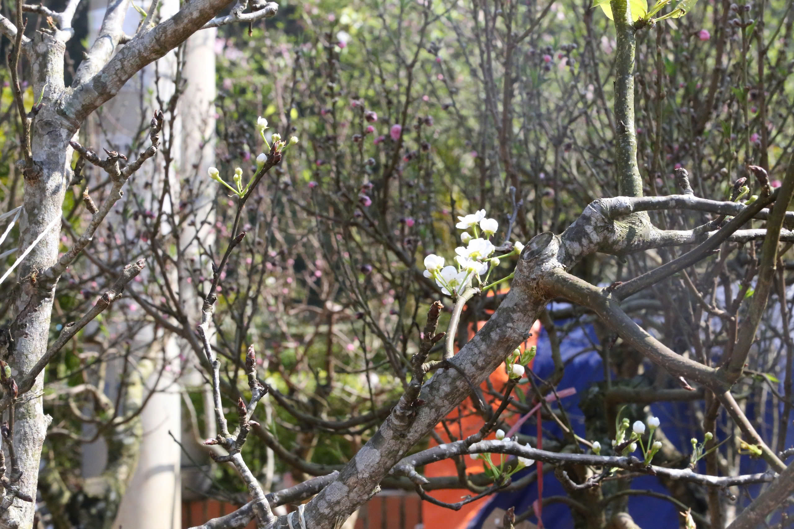 Đ&agrave;o, mận trắng v&ugrave;ng cao Sơn La tấp nập xuống phố- Ảnh 10.