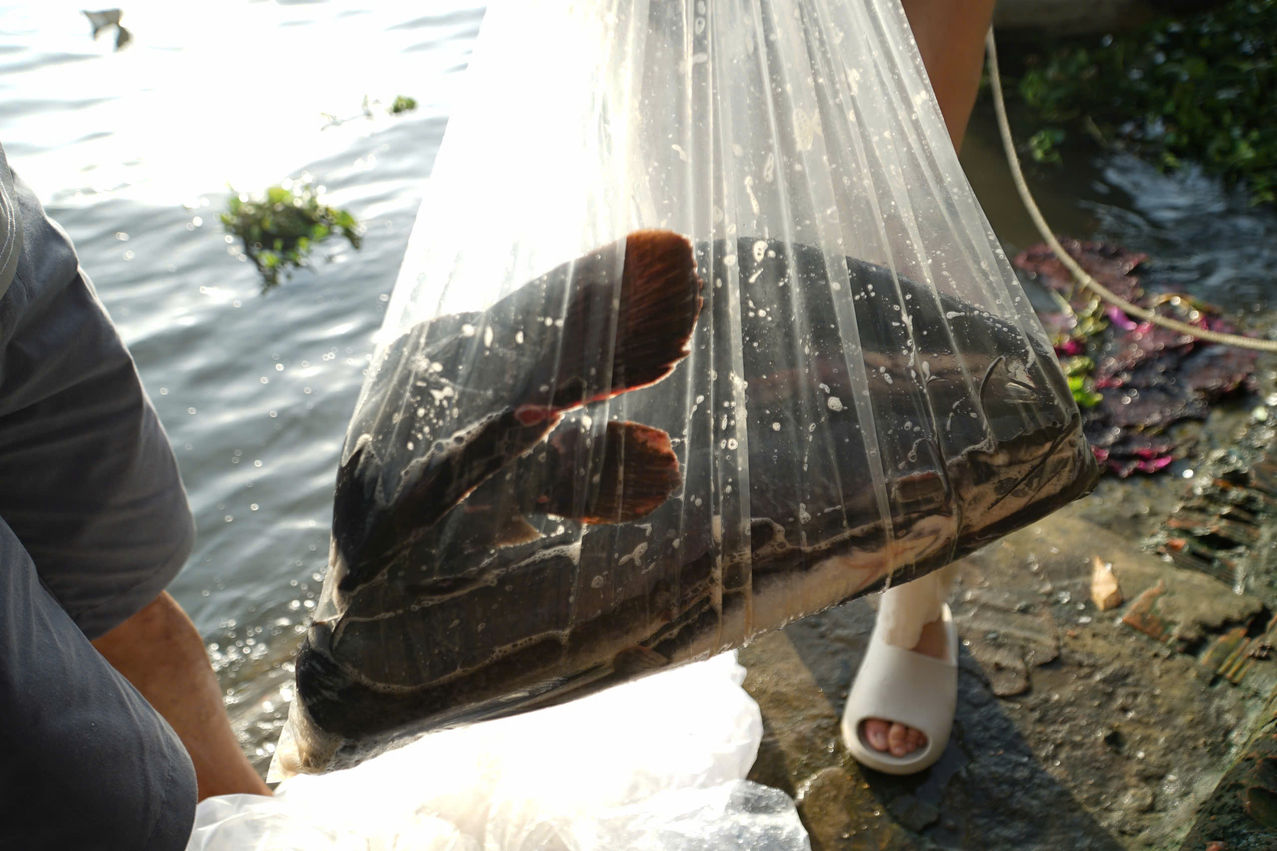 TP.HCM: Nhộn nhịp không khí ngày "đưa ông Công, ông Táo"- Ảnh 10. TP.HCM: Nhộn nhịp không khí ngày "đưa ông Công, ông Táo"- Ảnh 10.