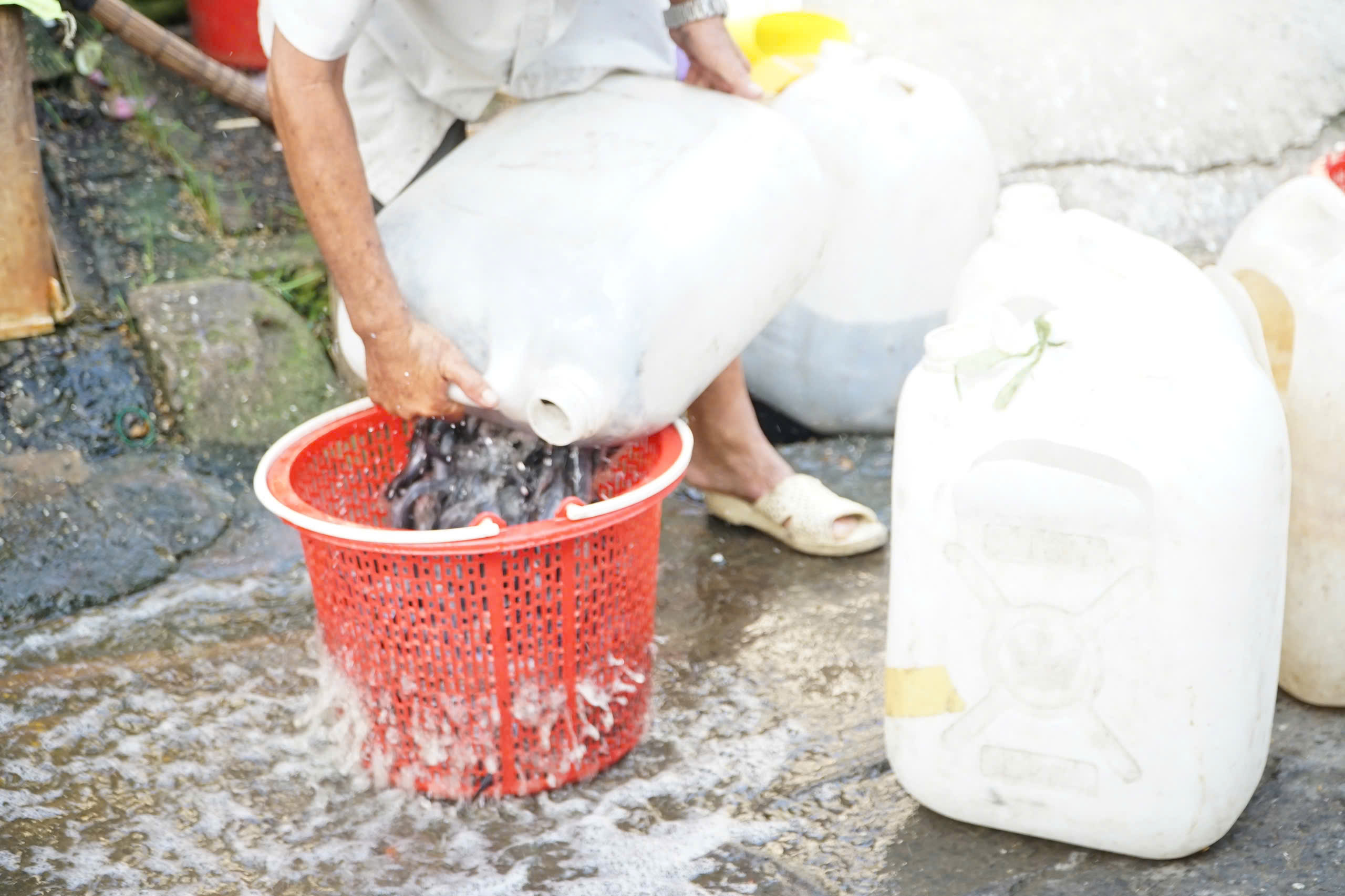 TP.HCM: Nhộn nhịp không khí ngày "đưa ông Công, ông Táo"- Ảnh 12. TP.HCM: Nhộn nhịp không khí ngày "đưa ông Công, ông Táo"- Ảnh 12.