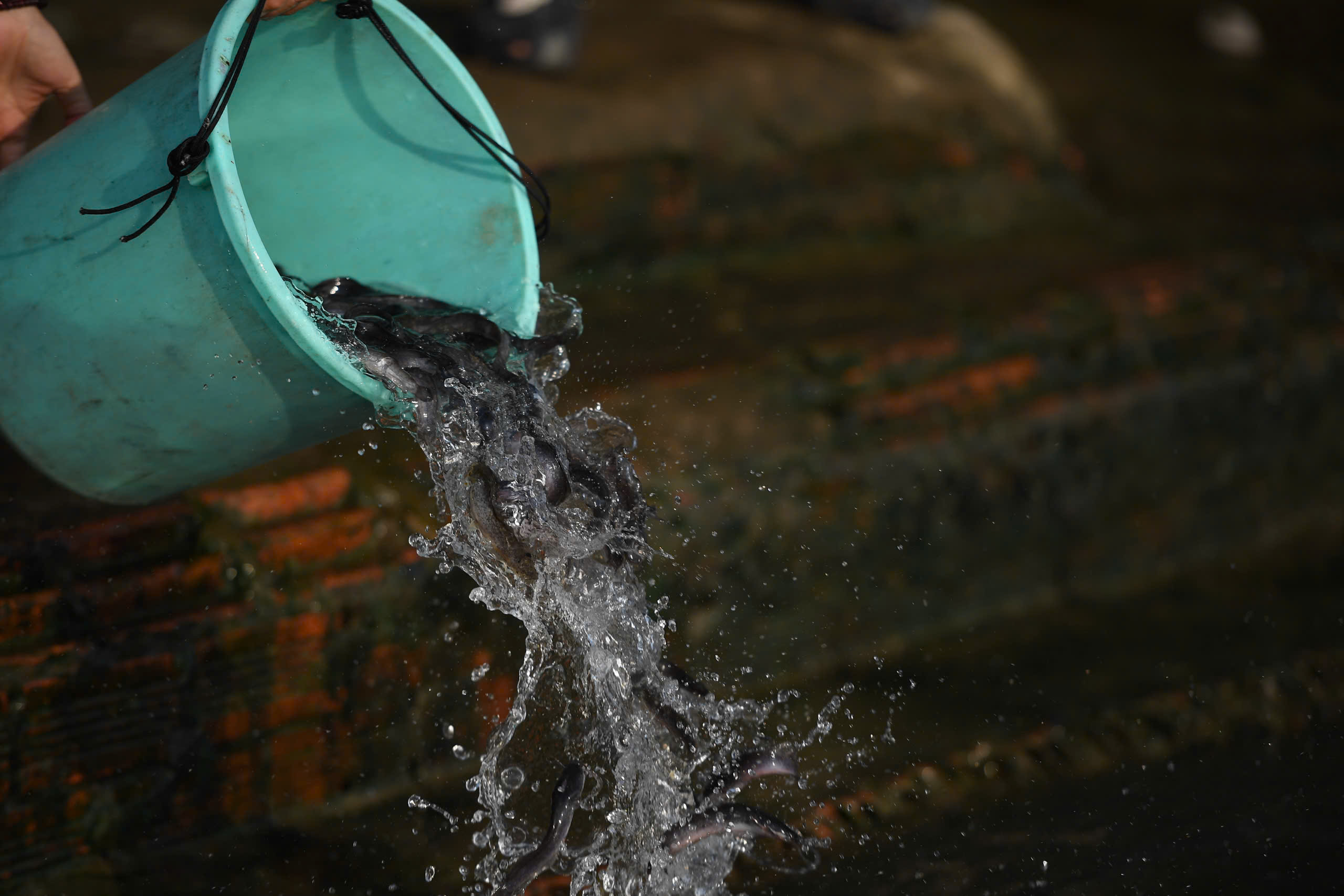 TP.HCM: Nhộn nhịp không khí ngày "đưa ông Công, ông Táo"- Ảnh 13. TP.HCM: Nhộn nhịp không khí ngày "đưa ông Công, ông Táo"- Ảnh 13.