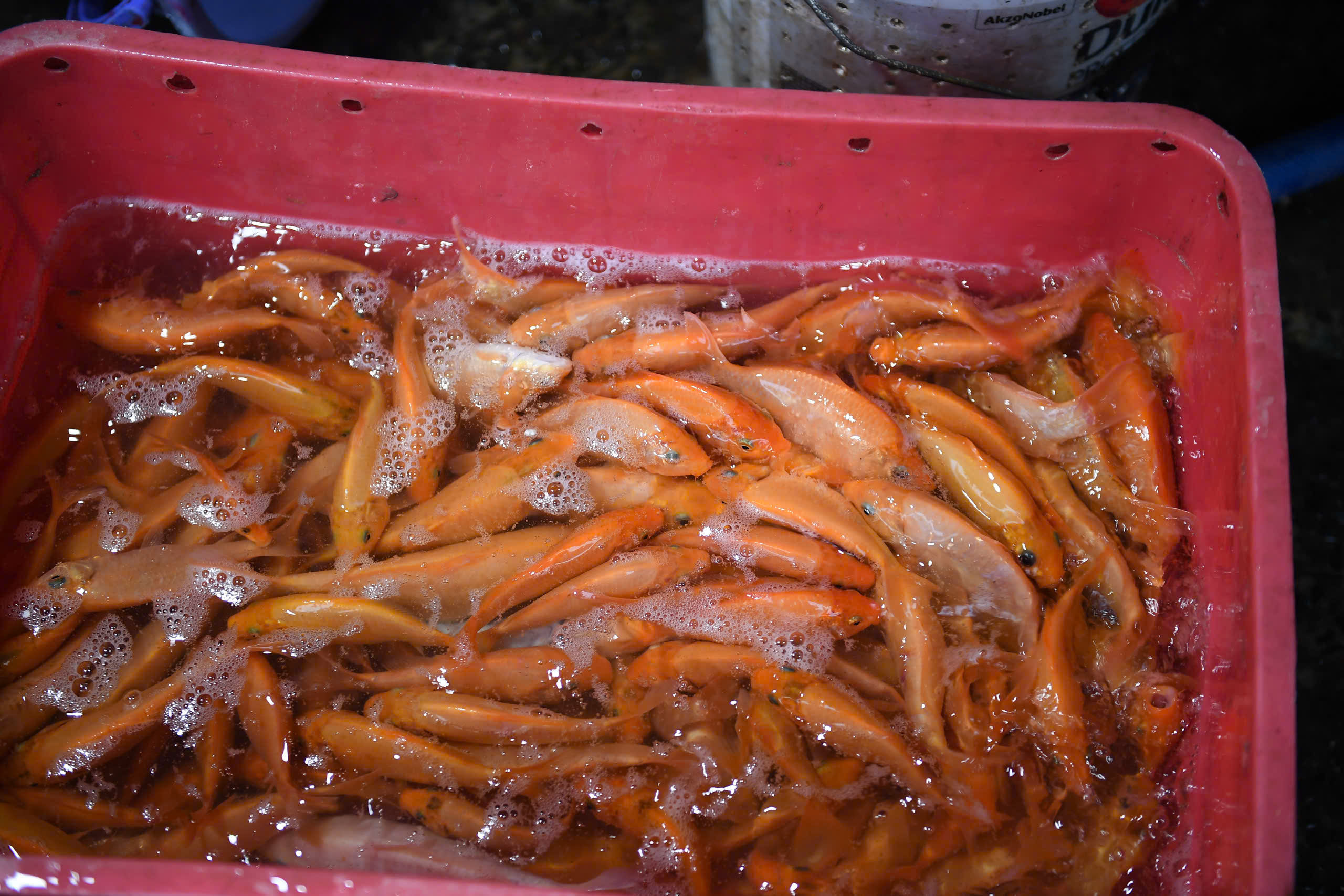 TP.HCM: Nhộn nhịp không khí ngày "đưa ông Công, ông Táo"- Ảnh 6. TP.HCM: Nhộn nhịp không khí ngày "đưa ông Công, ông Táo"- Ảnh 6.