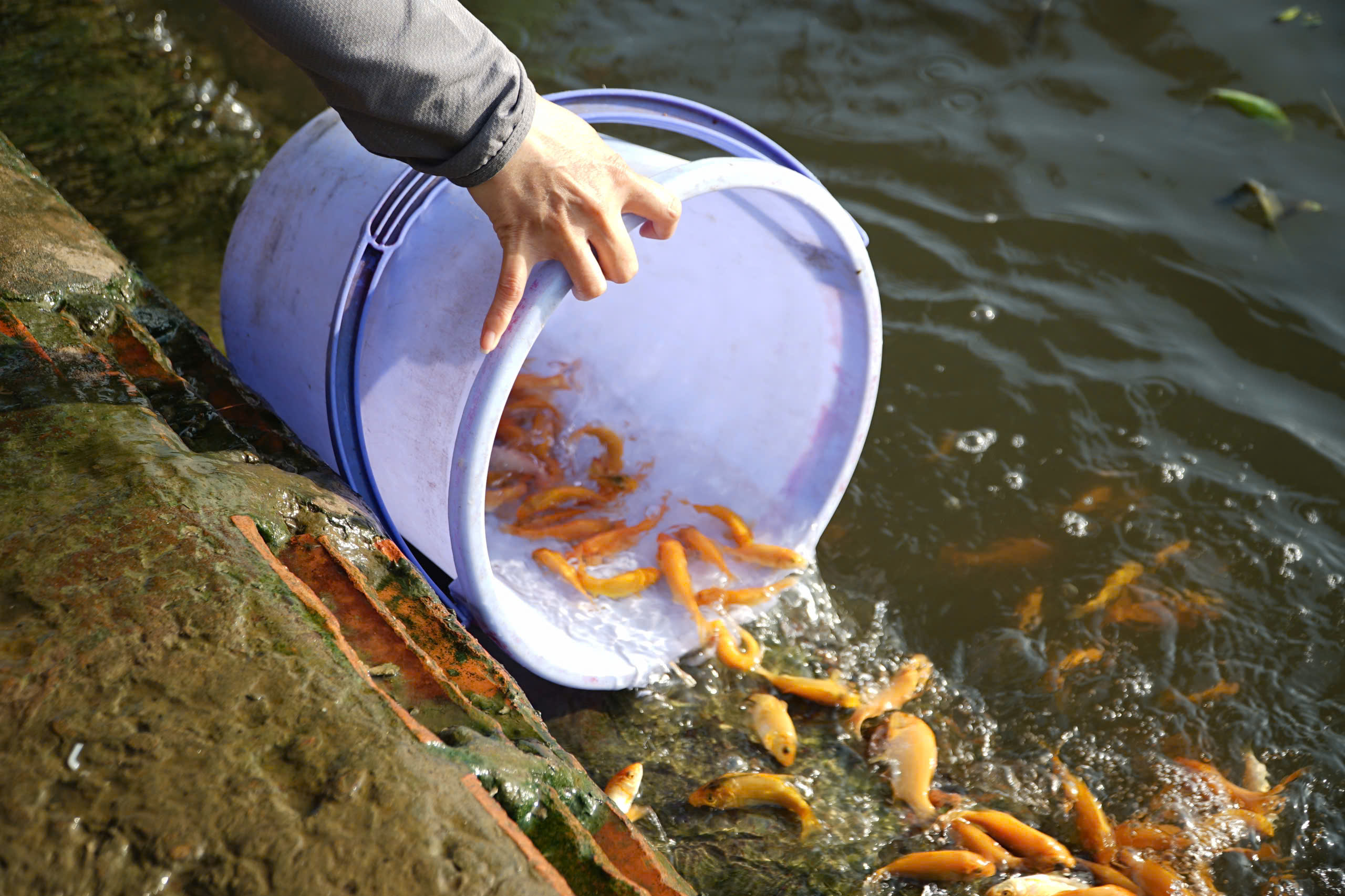 TP.HCM: Nhộn nhịp không khí ngày "đưa ông Công, ông Táo"- Ảnh 14. TP.HCM: Nhộn nhịp không khí ngày "đưa ông Công, ông Táo"- Ảnh 14.