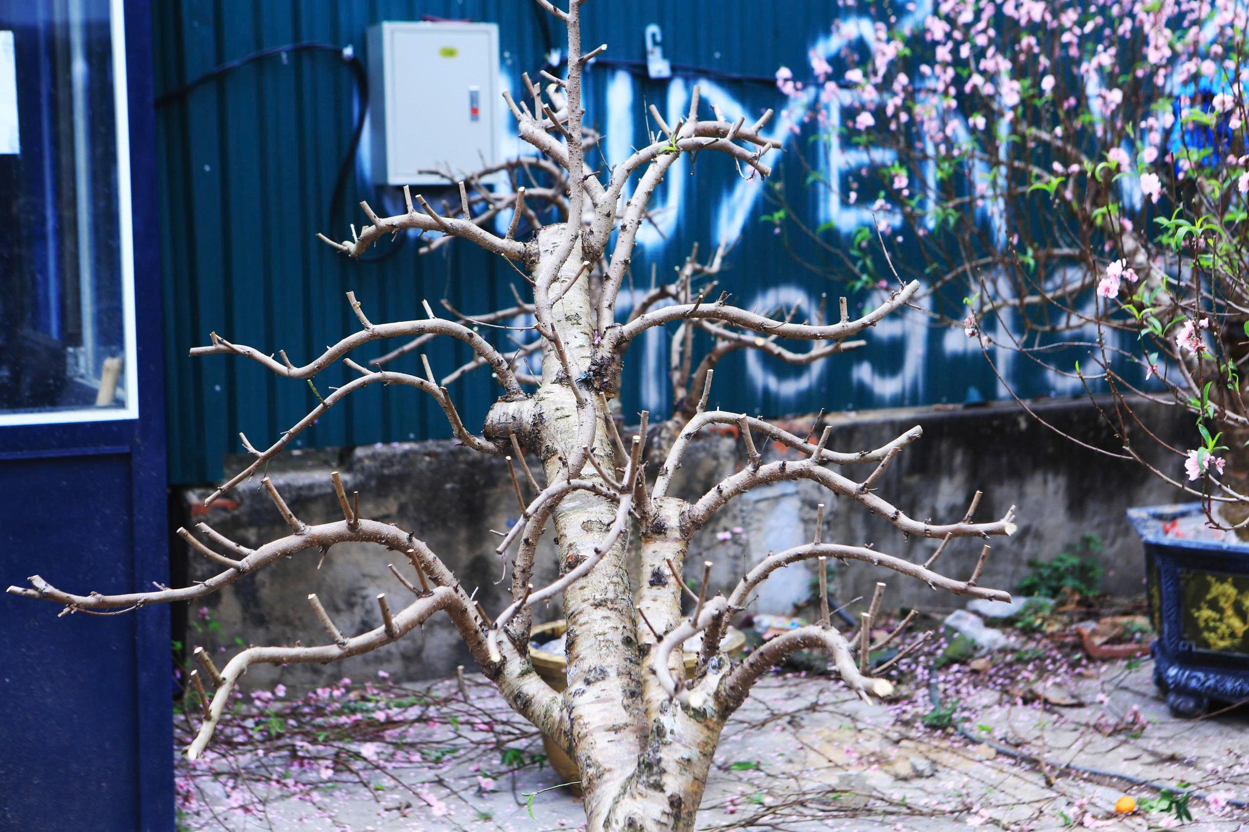 Thanh H&oacute;a: Đ&agrave;o nở rộ trước Tết, người bu&ocirc;n dở kh&oacute;c, dở cười- Ảnh 4.