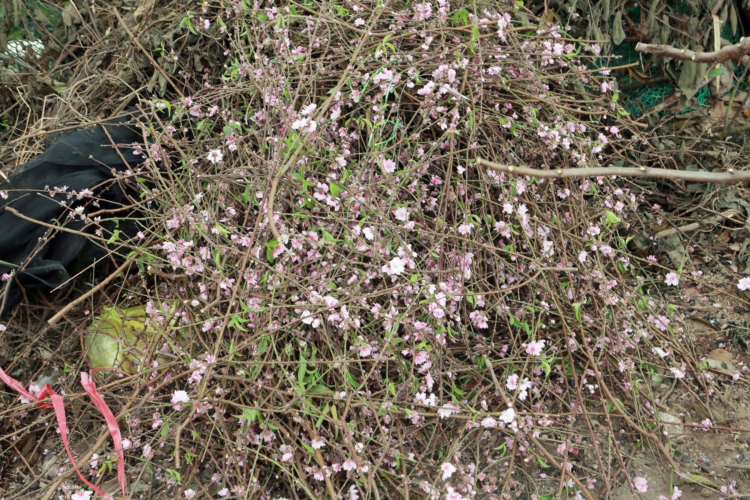 Thanh H&oacute;a: Đ&agrave;o nở rộ trước Tết, người bu&ocirc;n dở kh&oacute;c, dở cười- Ảnh 5.