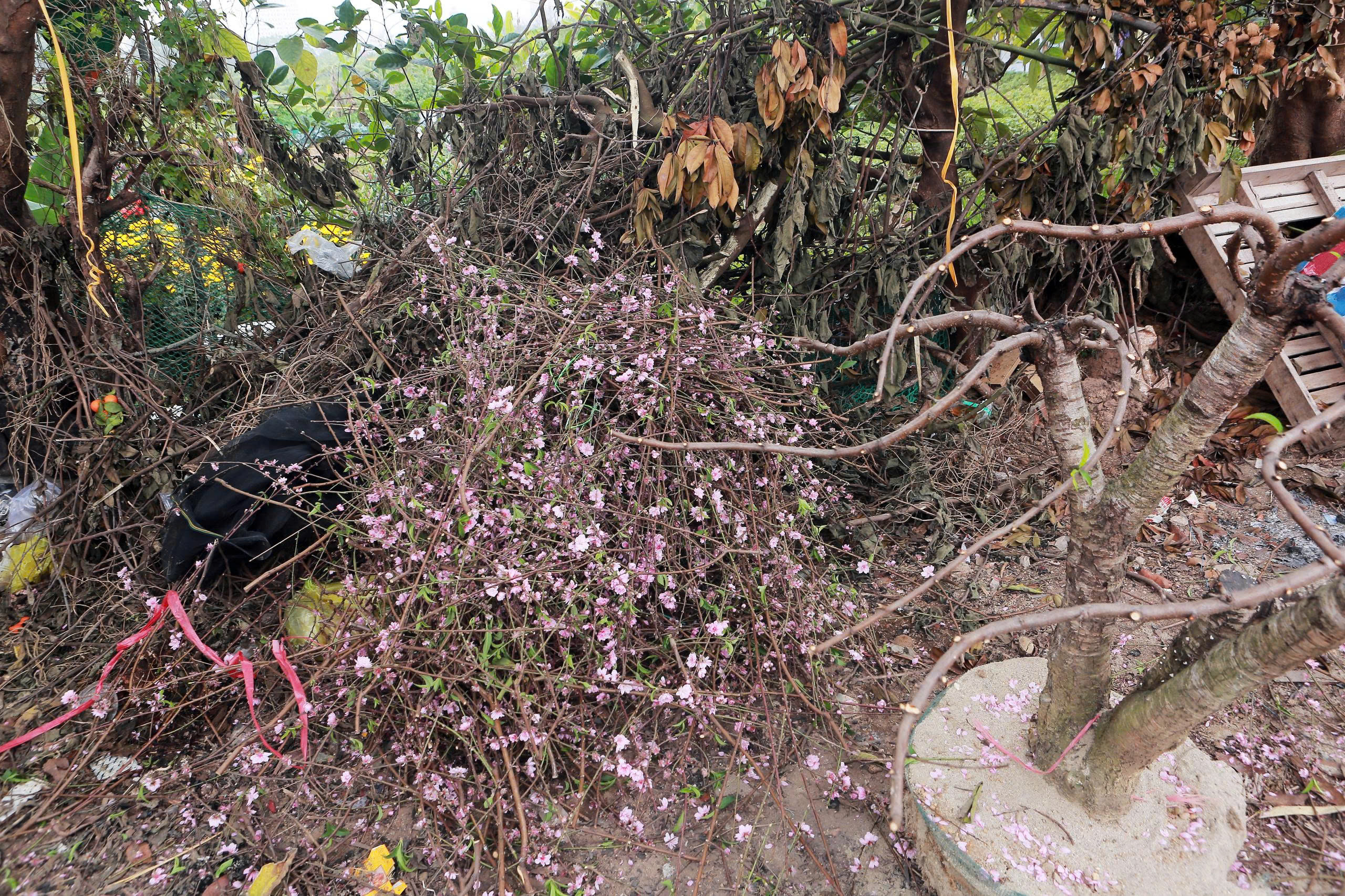 Thanh H&oacute;a: Đ&agrave;o nở rộ trước Tết, người bu&ocirc;n dở kh&oacute;c, dở cười- Ảnh 3.