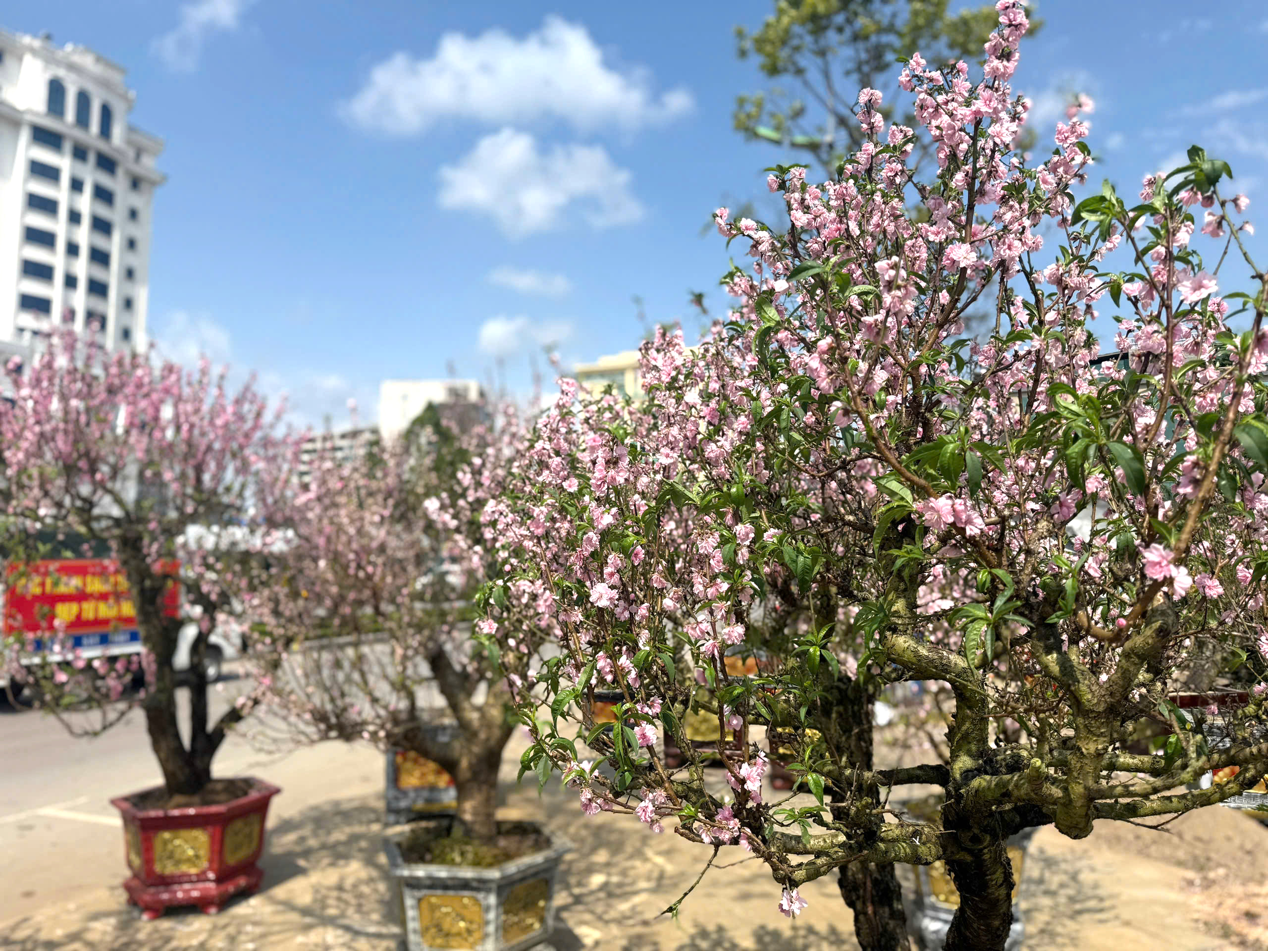 Thanh H&oacute;a: Đ&agrave;o nở rộ trước Tết, người bu&ocirc;n dở kh&oacute;c, dở cười- Ảnh 2.