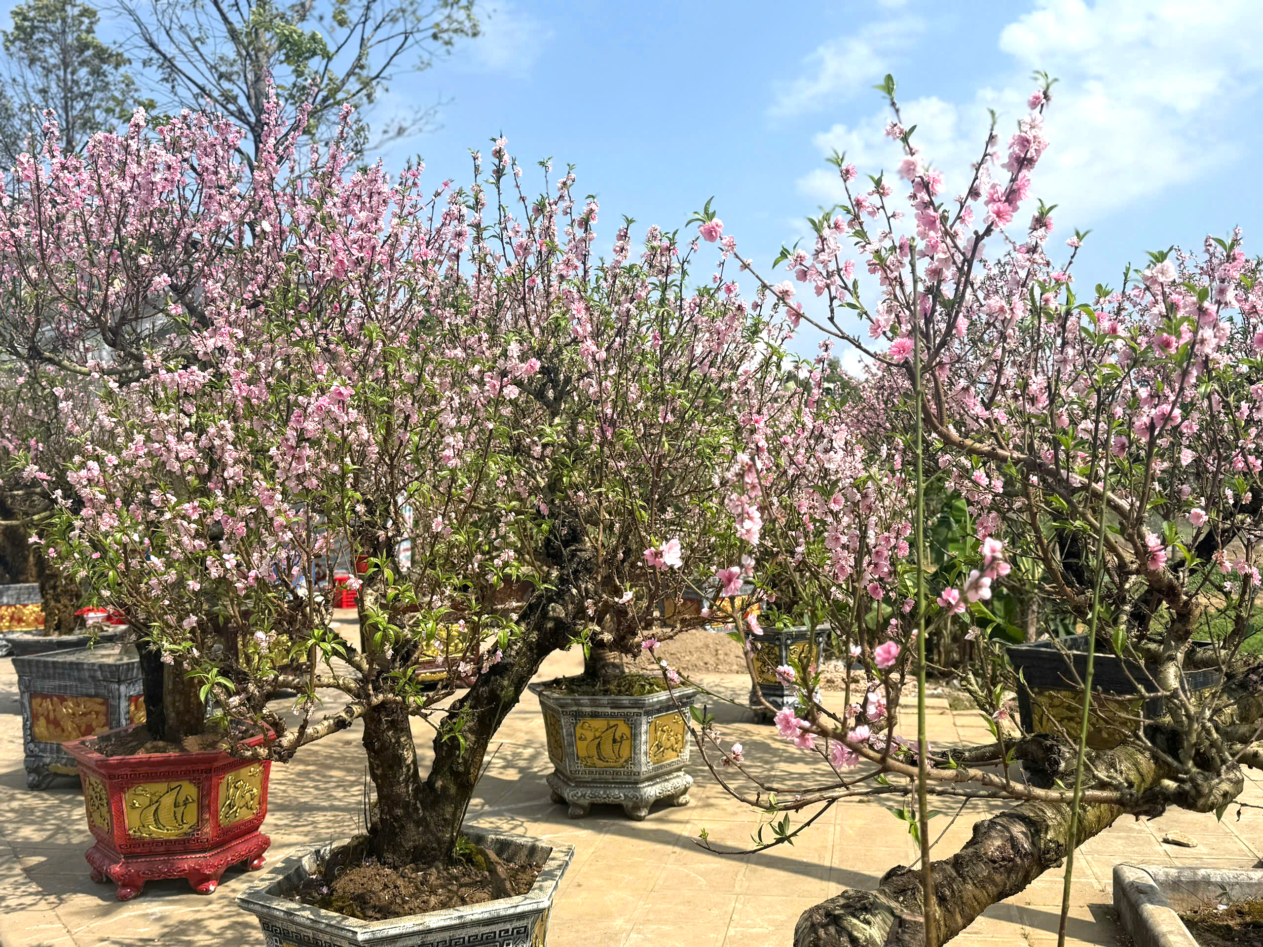 Thanh H&oacute;a: Đ&agrave;o nở rộ trước Tết, người bu&ocirc;n dở kh&oacute;c, dở cười- Ảnh 7.