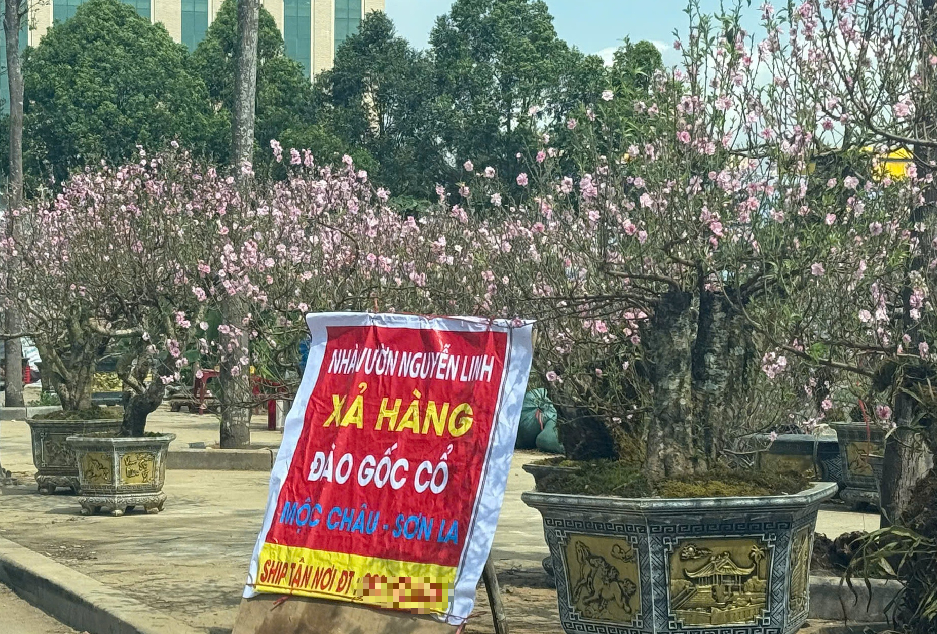 Thanh H&oacute;a: Đ&agrave;o nở rộ trước Tết, người bu&ocirc;n dở kh&oacute;c, dở cười- Ảnh 1.