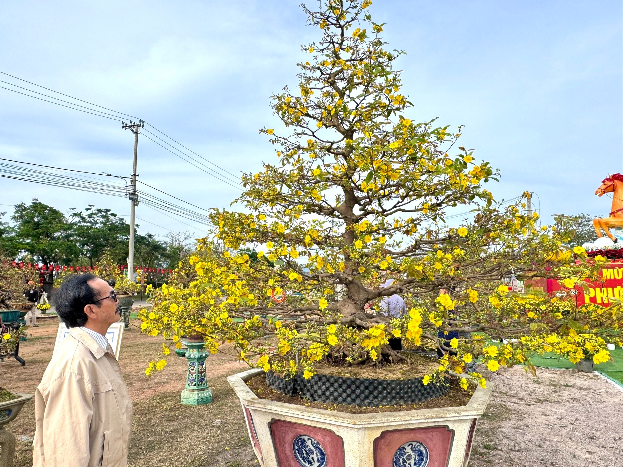 Gia Lai: Hơn 150 t&aacute;c phẩm mai v&agrave;ng khoe sắc tại Lễ hội mai v&agrave;ng An Nhơn Đ&ocirc;ng 2026- Ảnh 3.