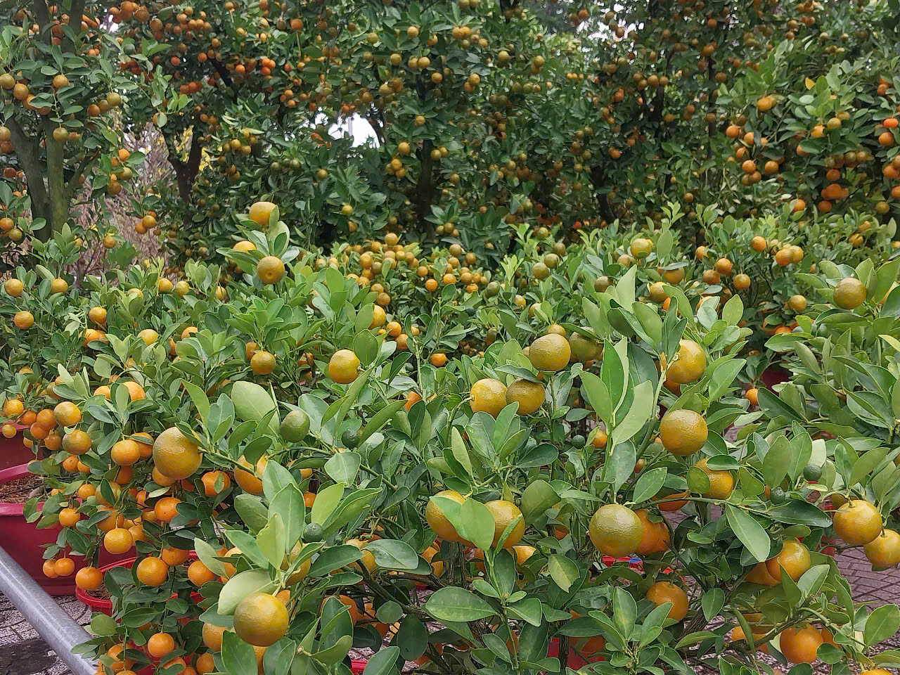 TP.HCM: Hoa Tết bình dân “cháy hàng”, mai mini vài chục nghìn đồng hút khách- Ảnh 5. TP.HCM: Hoa Tết bình dân “cháy hàng”, mai mini vài chục nghìn đồng hút khách- Ảnh 5.