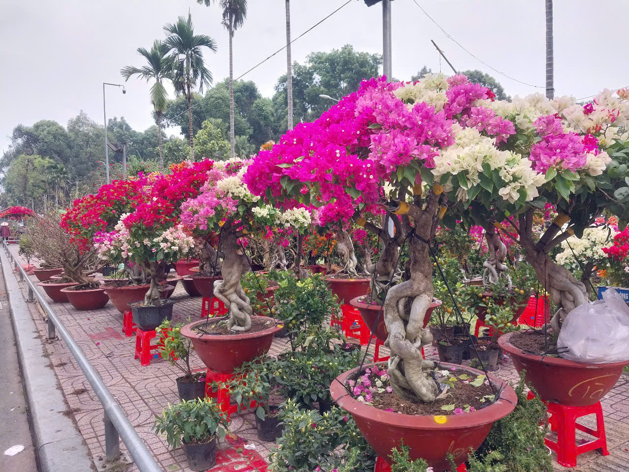 TP.HCM: Hoa Tết bình dân “cháy hàng”, mai mini vài chục nghìn đồng hút khách- Ảnh 3. TP.HCM: Hoa Tết bình dân “cháy hàng”, mai mini vài chục nghìn đồng hút khách- Ảnh 3.