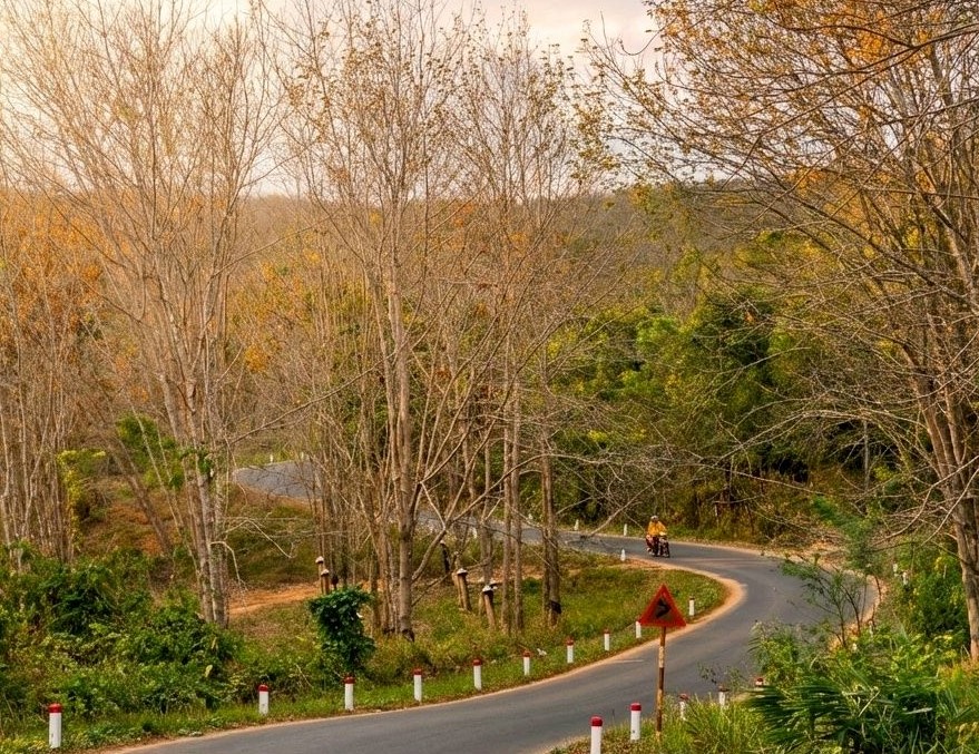 Du xuân nơi biên viễn ngắm rừng cao su thay lá đẹp nao lòng- Ảnh 2. Du xuân nơi biên viễn ngắm rừng cao su thay lá đẹp nao lòng- Ảnh 2.