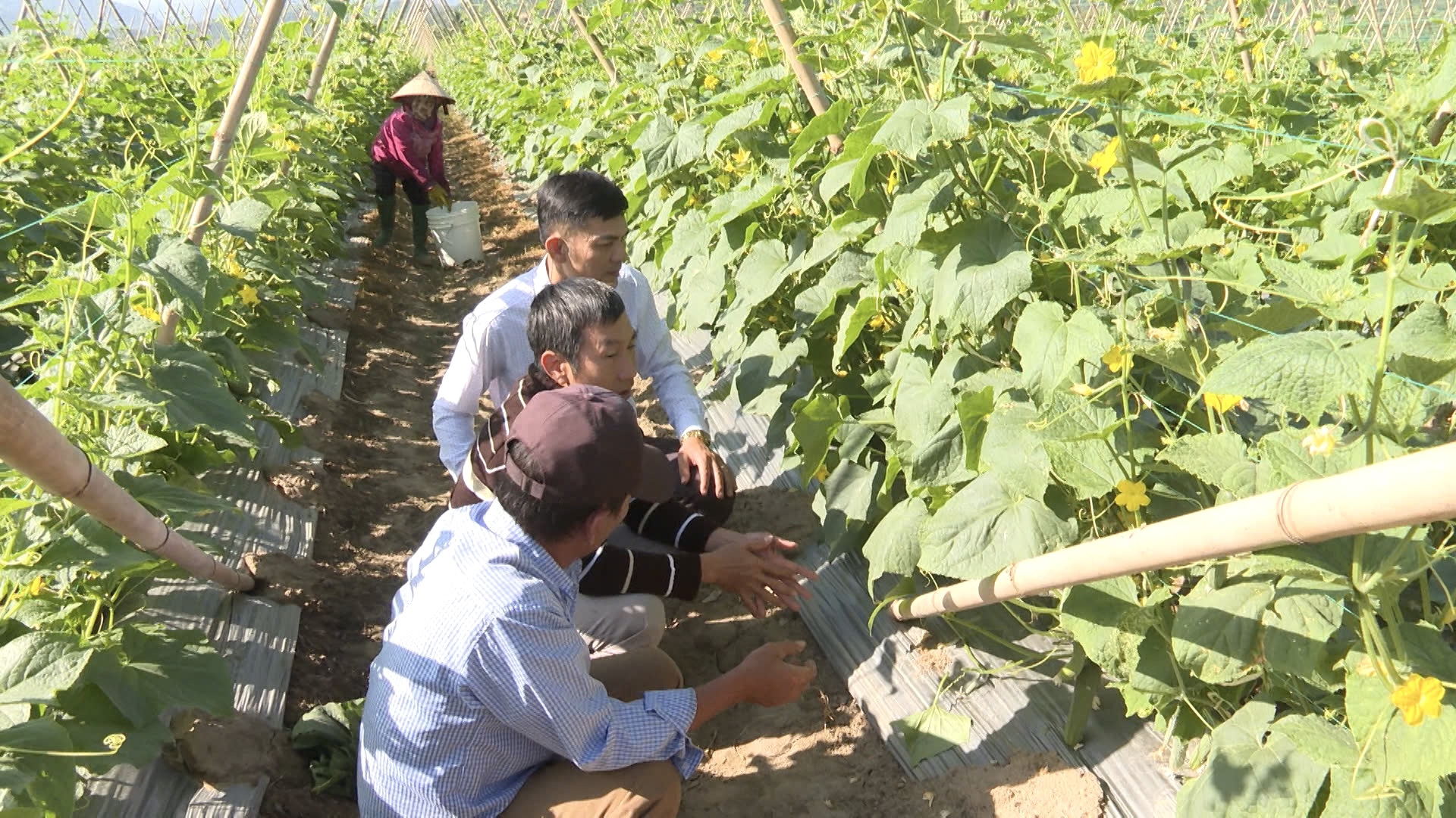 Ngập tr&agrave;n sắc xu&acirc;n ở v&ugrave;ng lũ Kh&aacute;nh H&ograve;a- Ảnh 2.