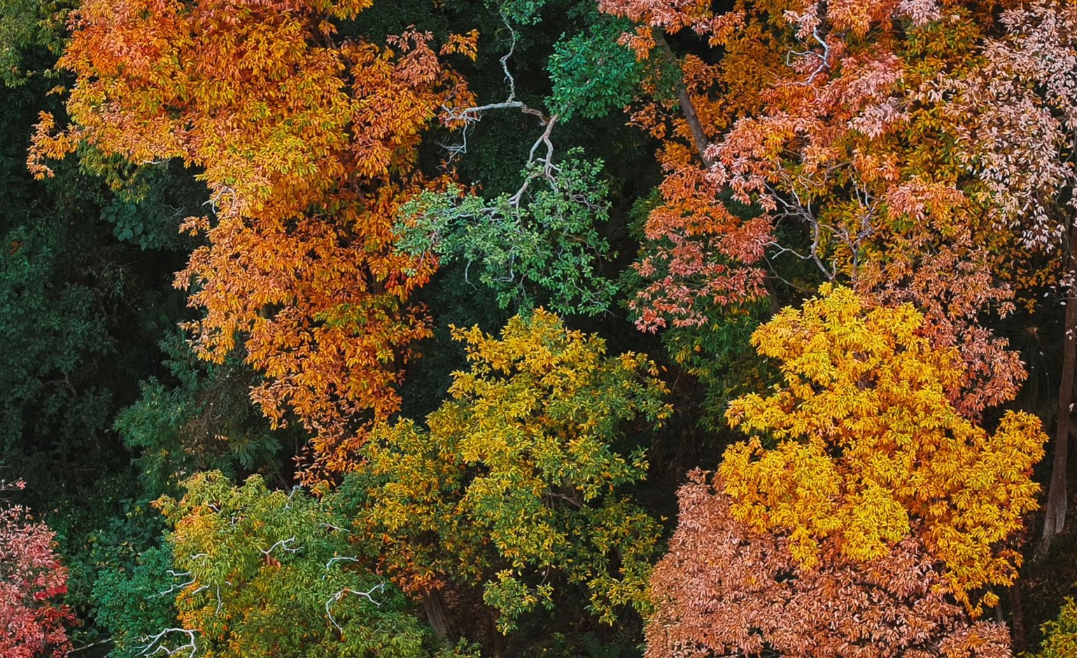 Độc đ&aacute;o t&aacute;n l&aacute; rừng gi&agrave; đường l&ecirc;n Măng Đen đổi m&agrave;u sang xu&acirc;n- Ảnh 3.