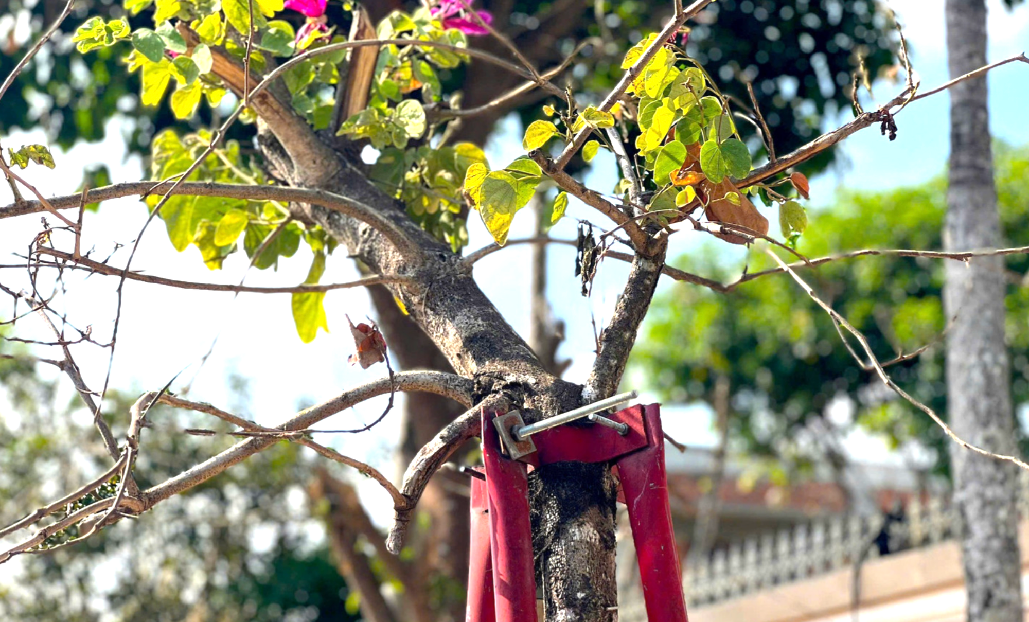 Hàng trăm cây xanh ở Gia Lai bao giờ được tháo "cùm"?- Ảnh 8. Hàng trăm cây xanh ở Gia Lai bao giờ được tháo "cùm"?- Ảnh 8.