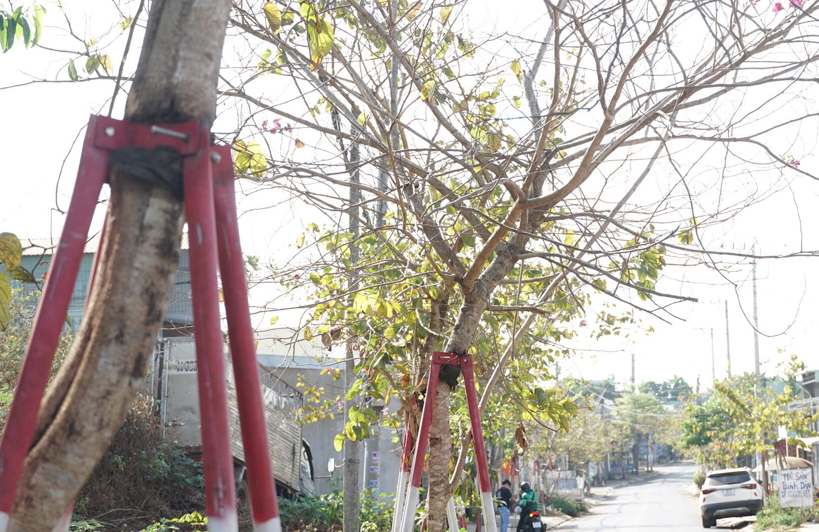 Hàng trăm cây xanh ở Gia Lai bao giờ được tháo "cùm"?- Ảnh 1. Hàng trăm cây xanh ở Gia Lai bao giờ được tháo "cùm"?- Ảnh 1.