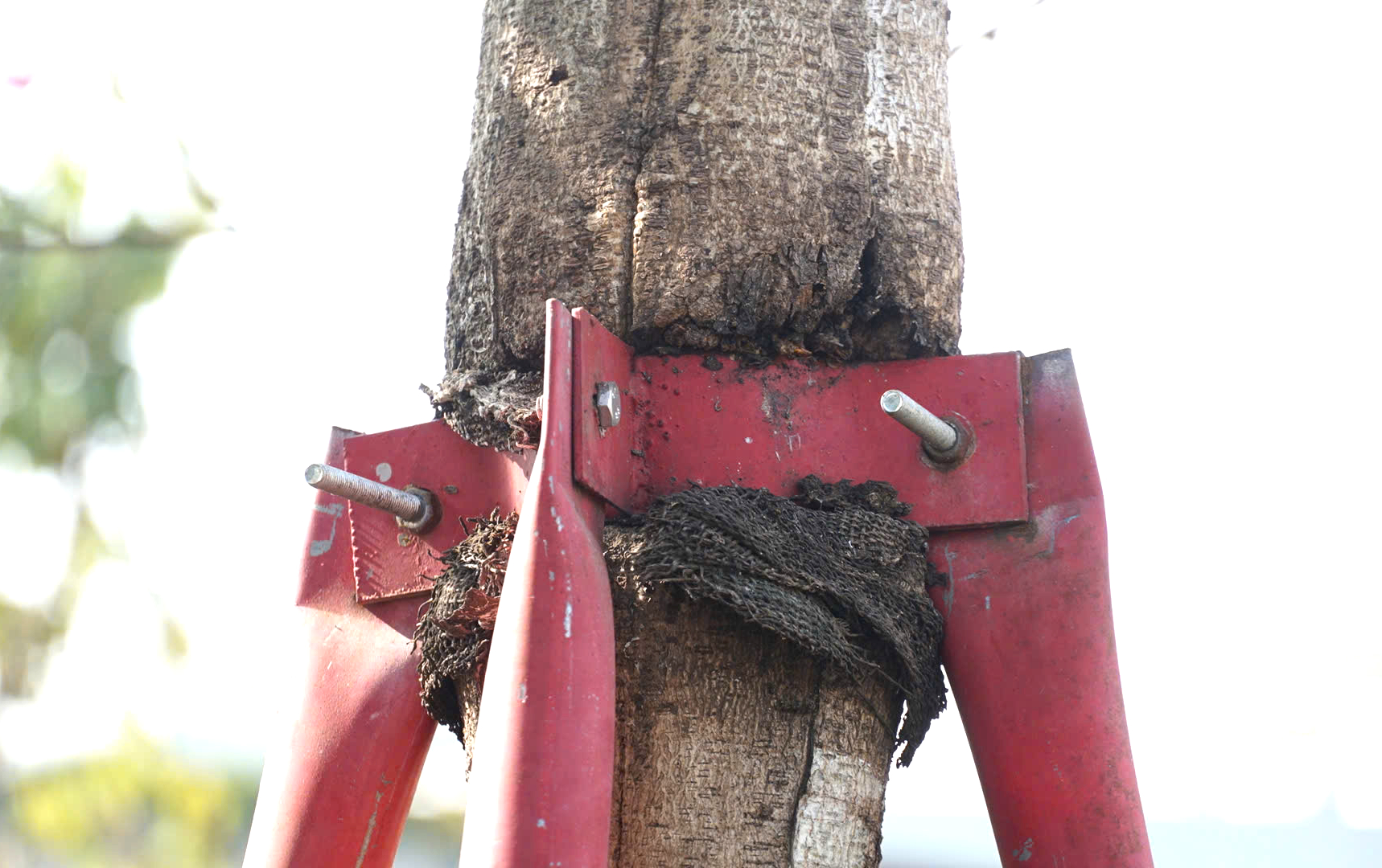 Hàng trăm cây xanh ở Gia Lai bao giờ được tháo "cùm"?- Ảnh 2. Hàng trăm cây xanh ở Gia Lai bao giờ được tháo "cùm"?- Ảnh 2.