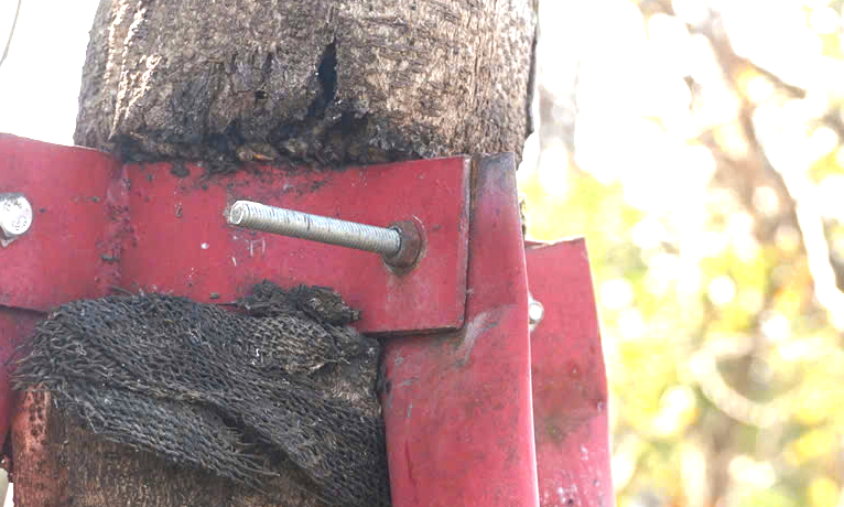 Hàng trăm cây xanh ở Gia Lai bao giờ được tháo "cùm"?- Ảnh 3. Hàng trăm cây xanh ở Gia Lai bao giờ được tháo "cùm"?- Ảnh 3.