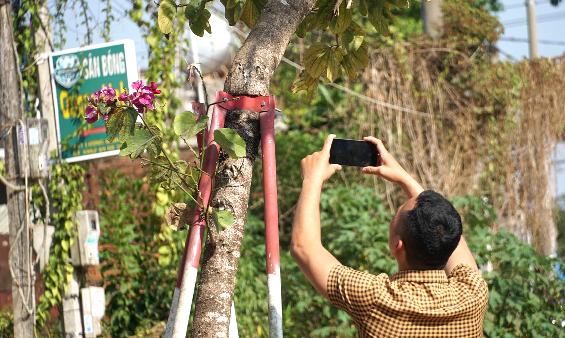 Hàng trăm cây xanh ở Gia Lai bao giờ được tháo "cùm"?- Ảnh 7. Hàng trăm cây xanh ở Gia Lai bao giờ được tháo "cùm"?- Ảnh 7.