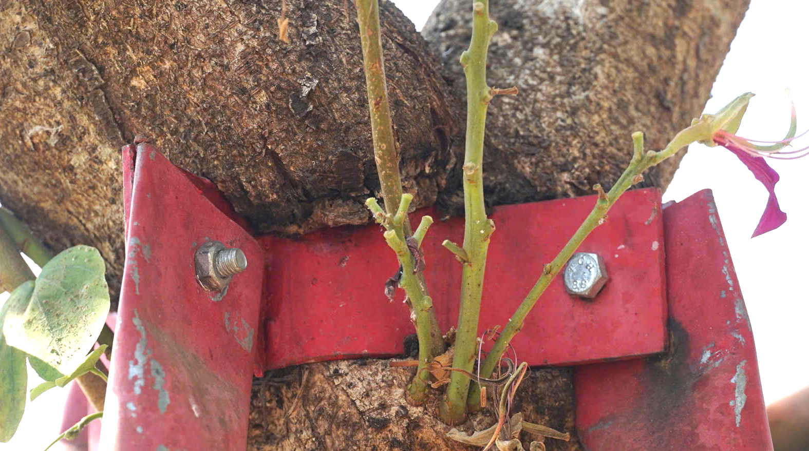 Hàng trăm cây xanh ở Gia Lai bao giờ được tháo "cùm"?- Ảnh 4. Hàng trăm cây xanh ở Gia Lai bao giờ được tháo "cùm"?- Ảnh 4.