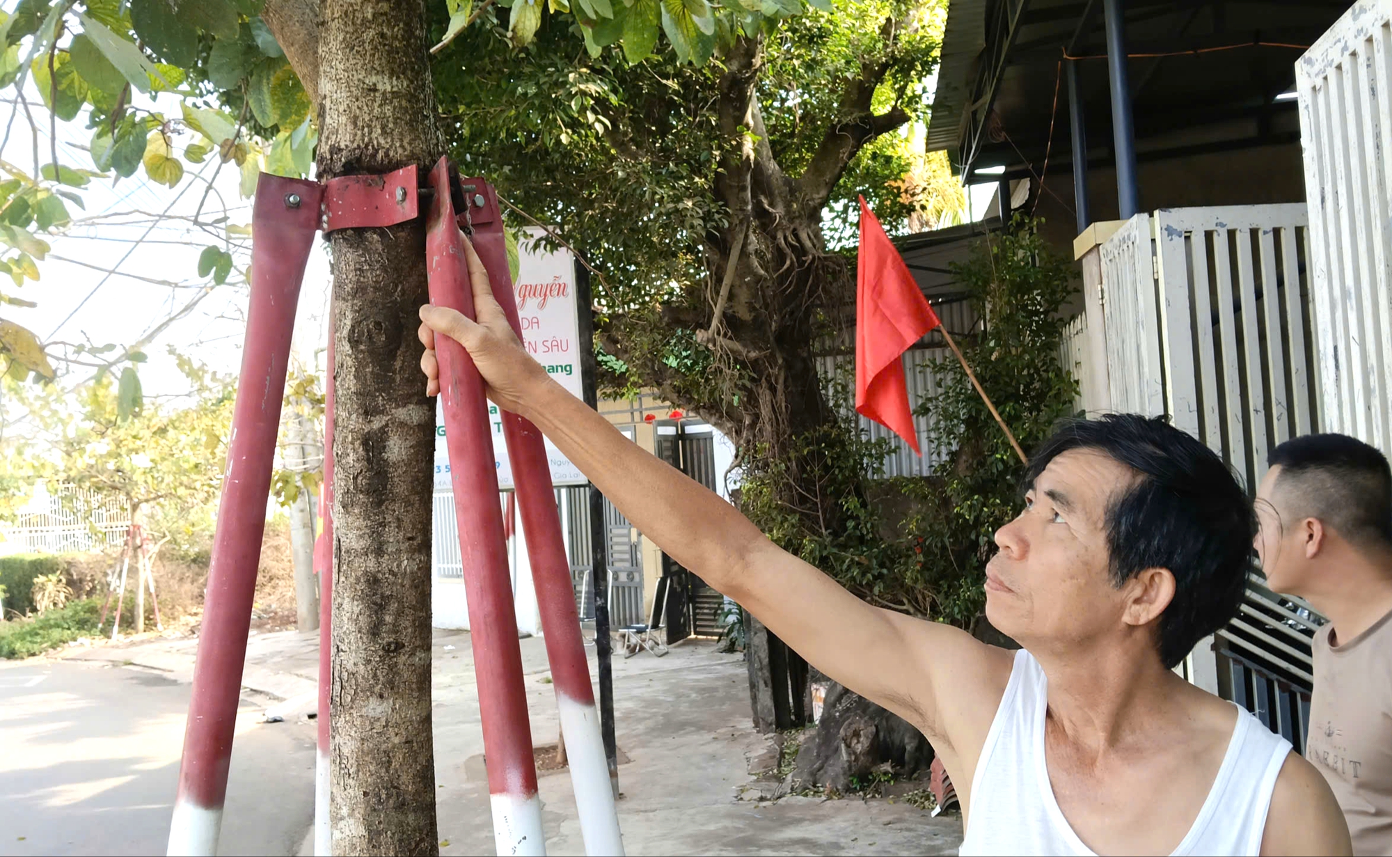 Hàng trăm cây xanh ở Gia Lai bao giờ được tháo "cùm"?- Ảnh 5. Hàng trăm cây xanh ở Gia Lai bao giờ được tháo "cùm"?- Ảnh 5.