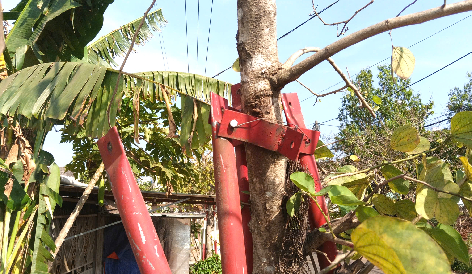 Hàng trăm cây xanh ở Gia Lai bao giờ được tháo "cùm"?- Ảnh 6. Hàng trăm cây xanh ở Gia Lai bao giờ được tháo "cùm"?- Ảnh 6.