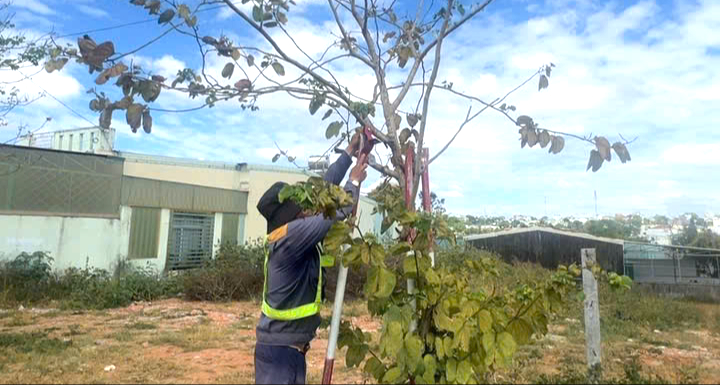 Hàng trăm cây xanh ở Gia Lai bao giờ được tháo "cùm"?- Ảnh 9. Hàng trăm cây xanh ở Gia Lai bao giờ được tháo "cùm"?- Ảnh 9.