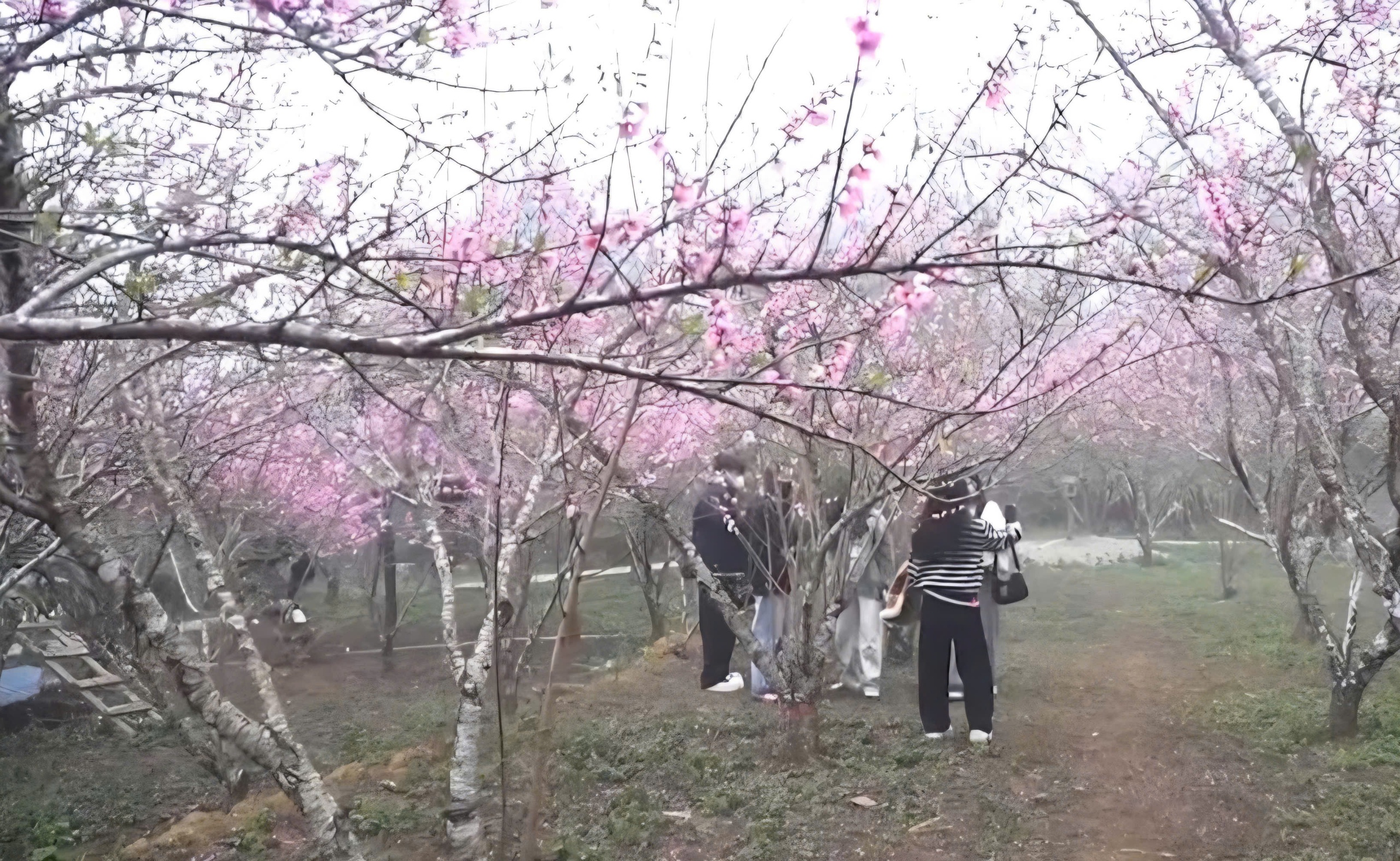 Độc đ&aacute;o phi&ecirc;n chợ v&ugrave;ng cao Sin Suối Hồ h&uacute;t kh&aacute;ch du lịch- Ảnh 3.