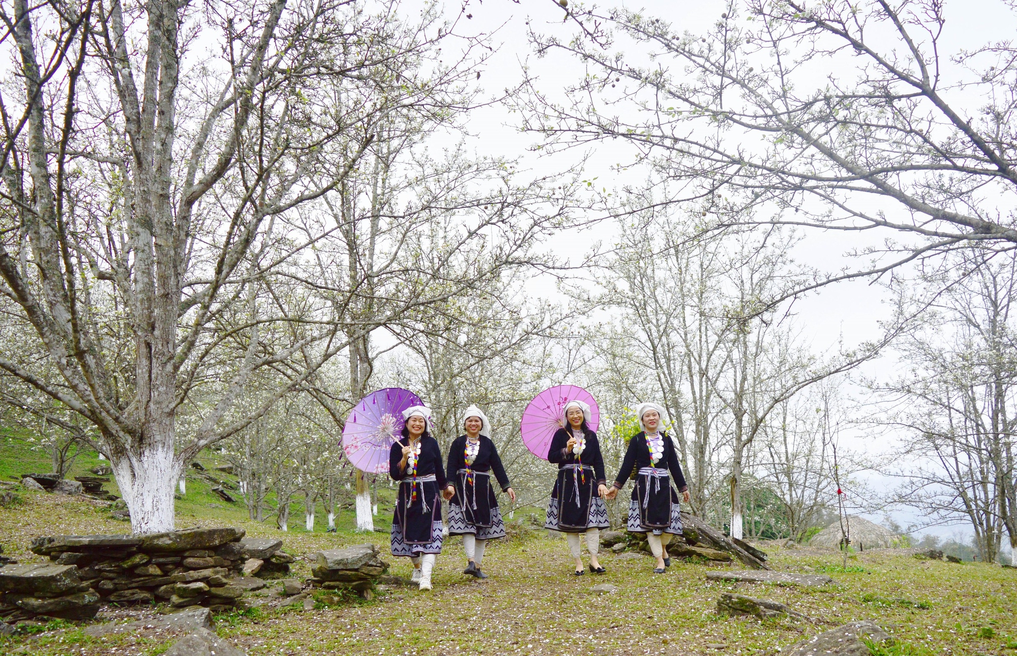 Lễ hội hoa lê Hồng Thái - điểm hẹn vùng cao Tuyên Quang- Ảnh 1. Lễ hội hoa lê Hồng Thái - điểm hẹn vùng cao Tuyên Quang- Ảnh 1.