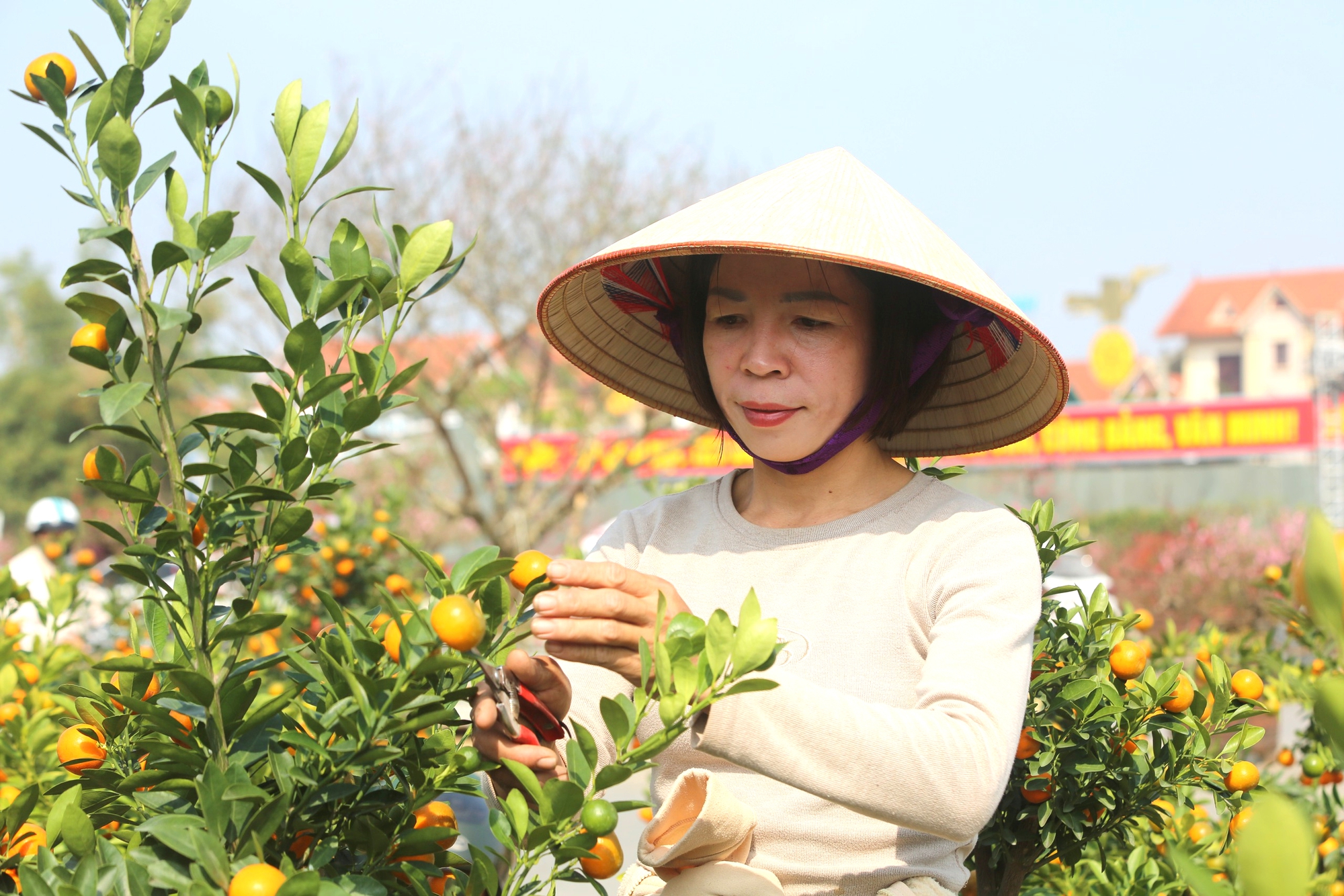 Nhộn nhịp thị trường cây cảnh ngày giáp Tết ở Thanh Hóa- Ảnh 8. Nhộn nhịp thị trường cây cảnh ngày giáp Tết ở Thanh Hóa- Ảnh 8.