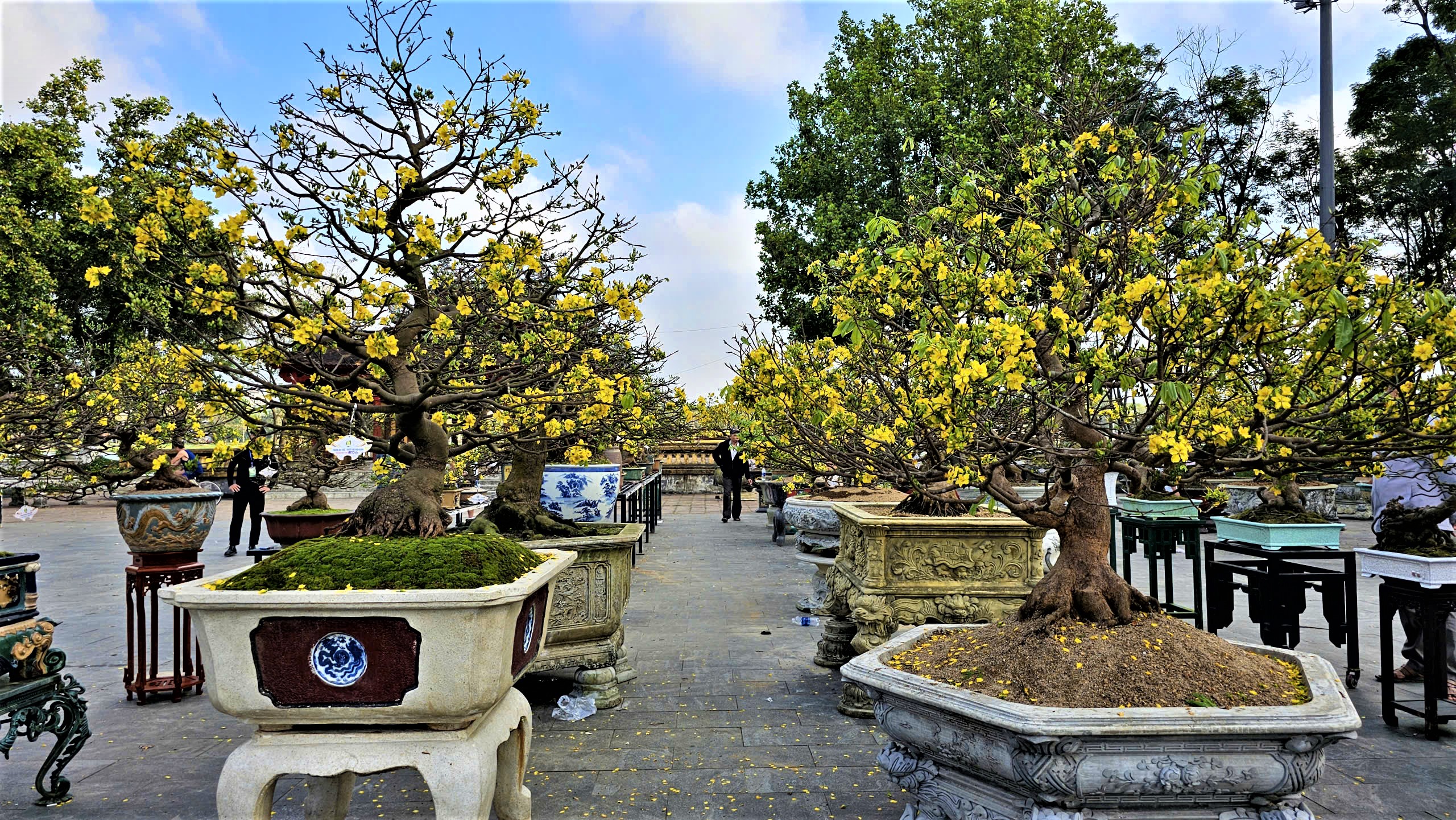 Ngắm hoàng mai Huế rực rỡ khoe sắc đón tết Bính Ngọ 2026- Ảnh 1. Ngắm hoàng mai Huế rực rỡ khoe sắc đón tết Bính Ngọ 2026- Ảnh 1.